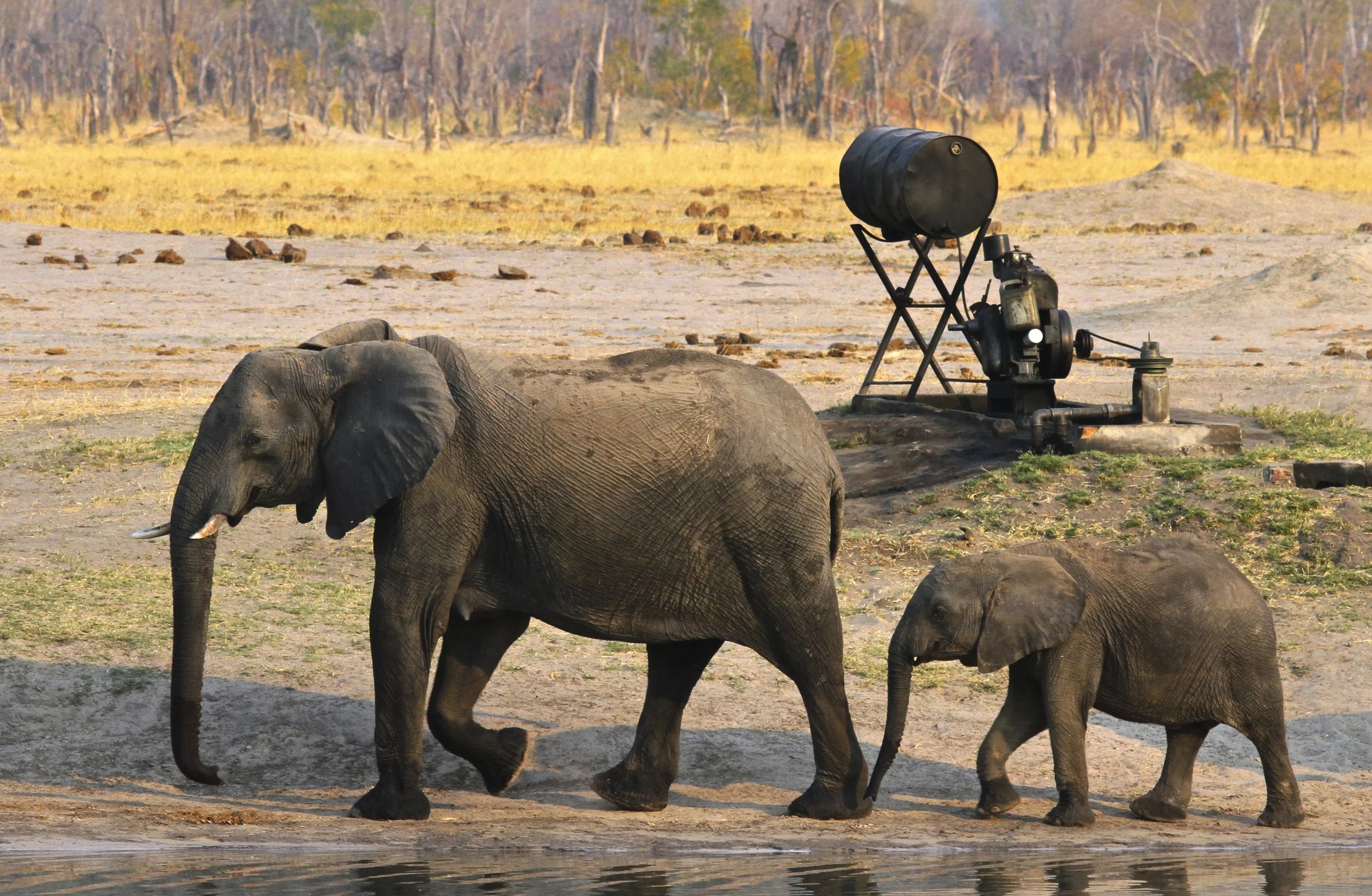 58. Imvelo Safari Lodges - Bomani Tented Lodge - Hwange has no rivers it only has pumps.jpg