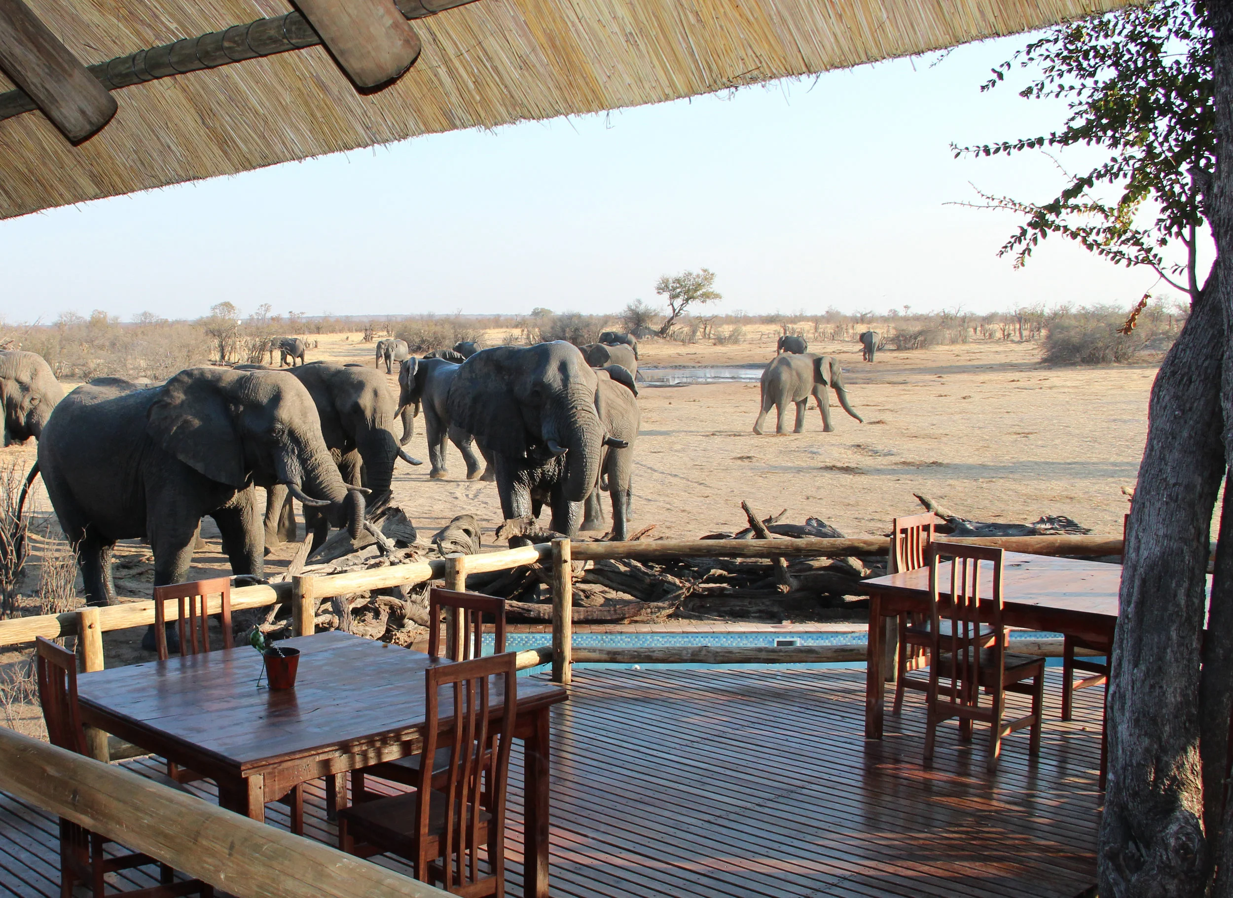 16. Imvelo Safari Lodges - Nehimba - Elephants in front of the lodge.jpg
