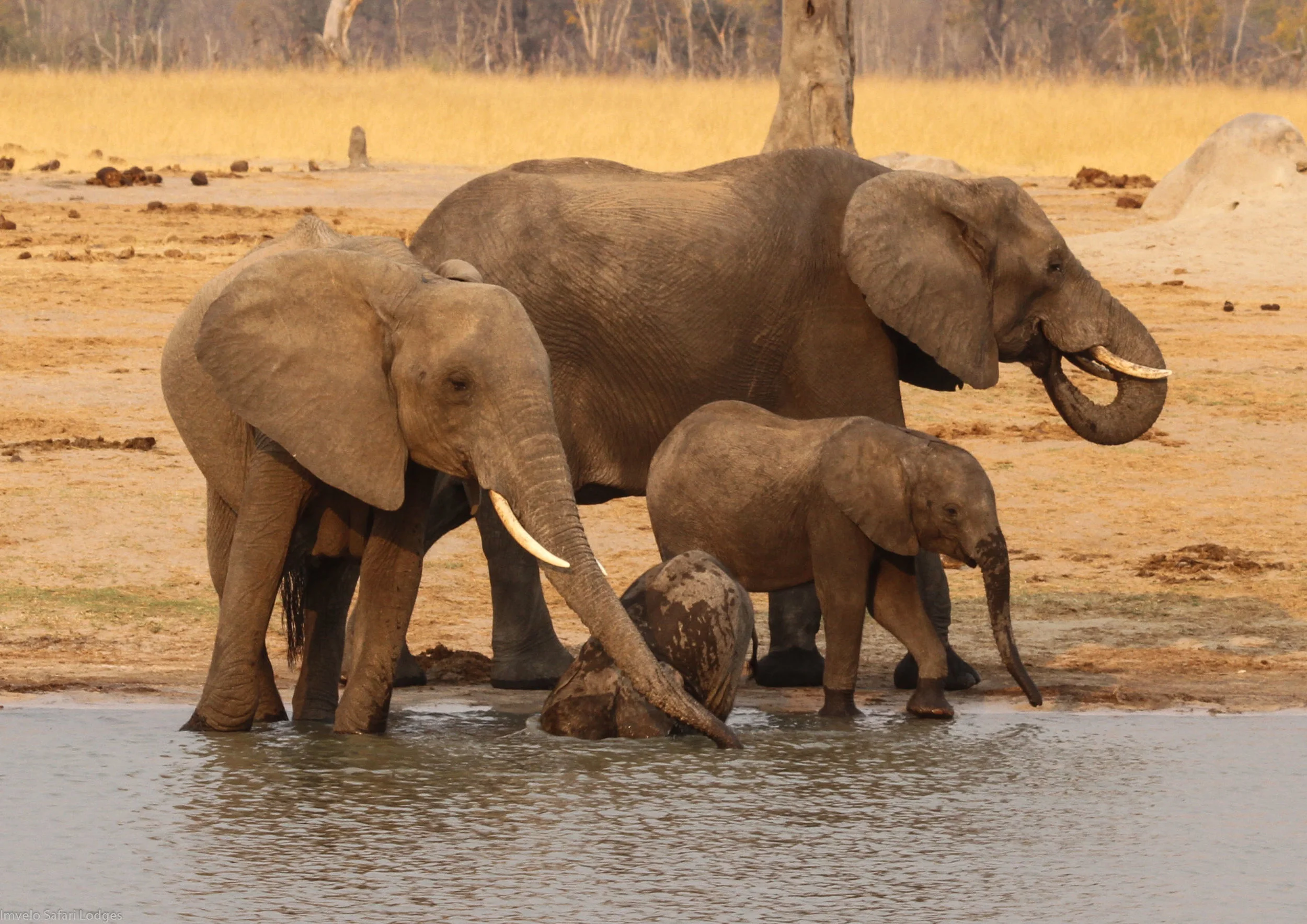 21a - Imvelo Safari Lodges - Nehimba.jpg