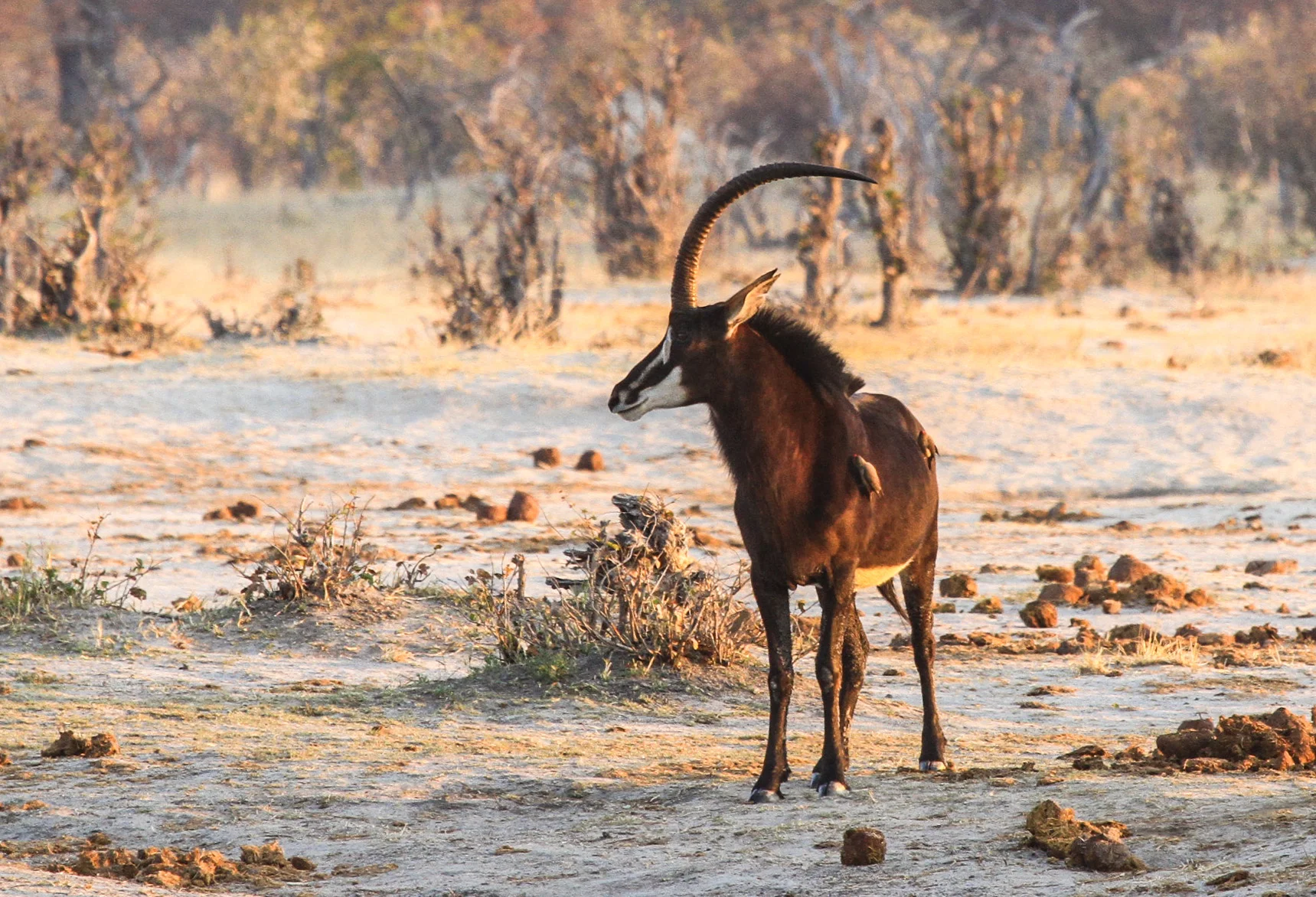 28b - Imvelo Safari Lodges - Nehimba.jpg