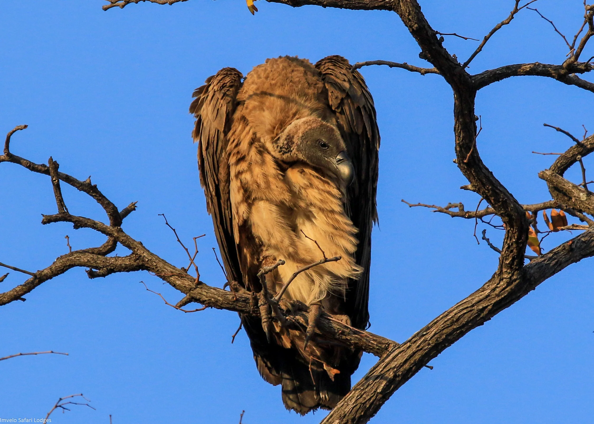 45 - Imvelo Safari Lodges - Nehimba - White backed vulture at the same carcasse.jpg