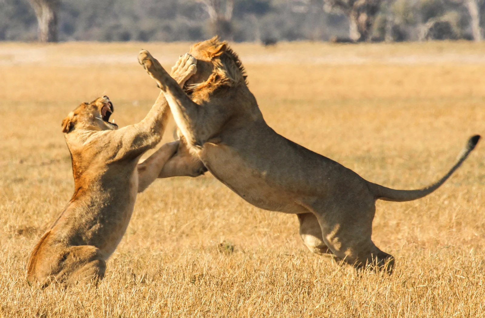 The game walks in Hwange are unparalleled. Overnight: Bomani Tented Lodge Meals: B | L | D