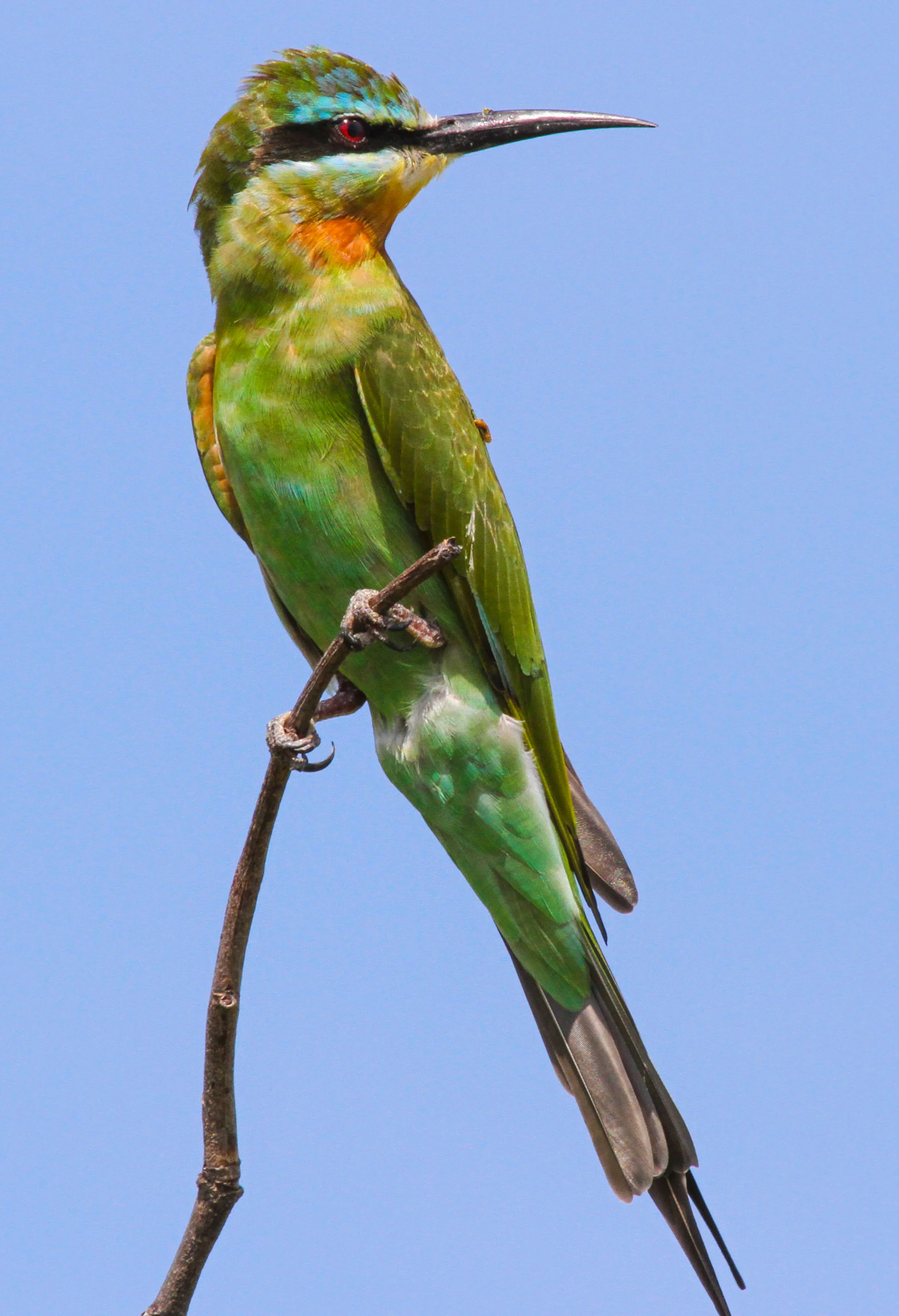 28. Imvelo Safari Lodges - Nehimba - Blue cheeked bee eater in Northern Hwange.jpg