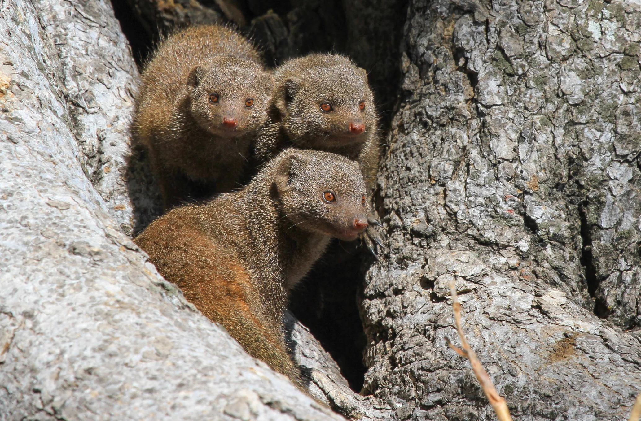 30 - Imvelo Safari Lodges - Nehimba - Dwarf Mongoose are our other social mongoose.jpg