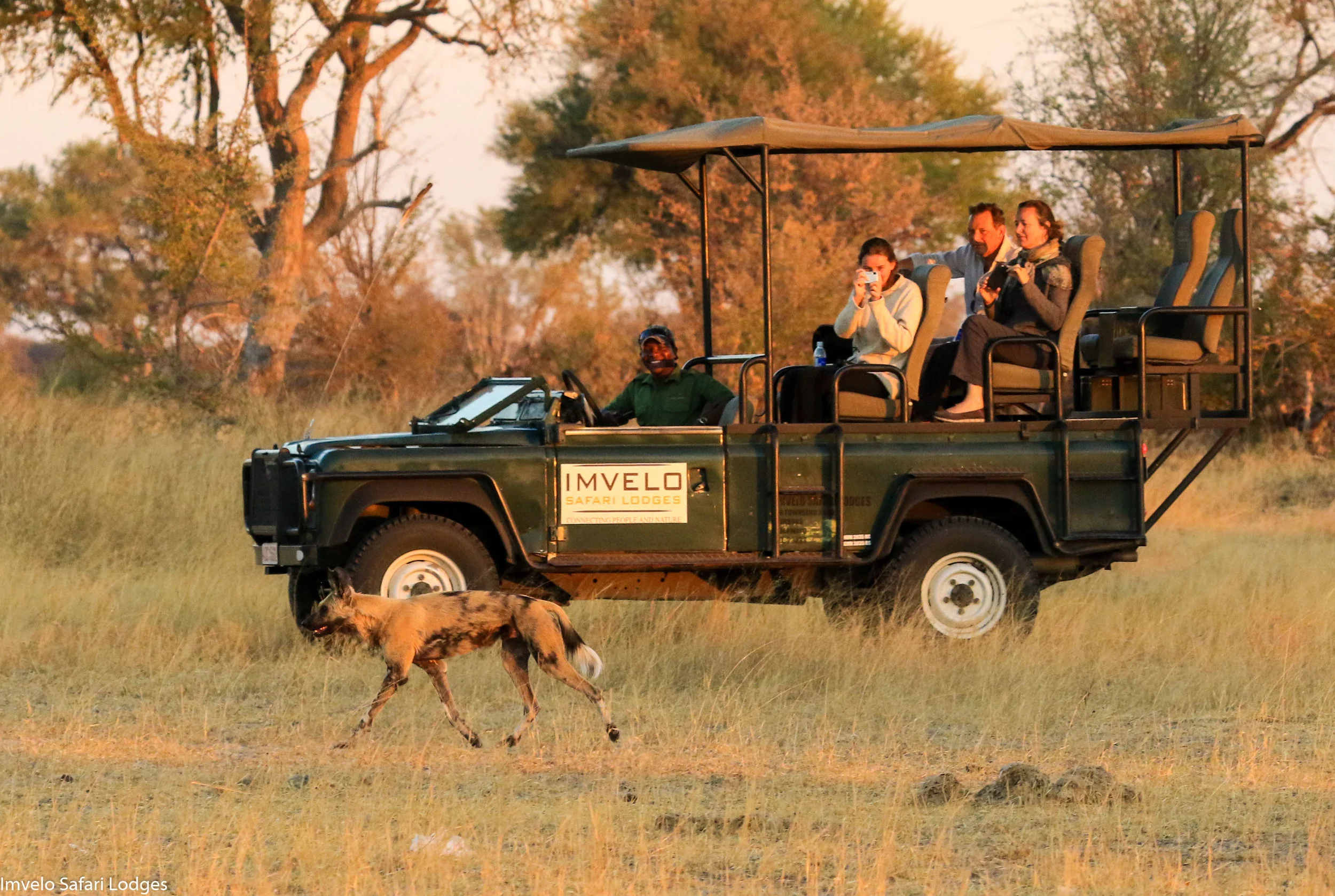 26a - Imvelo Safari Lodges - Bomani - Following hunts in the Bomani concession.jpg
