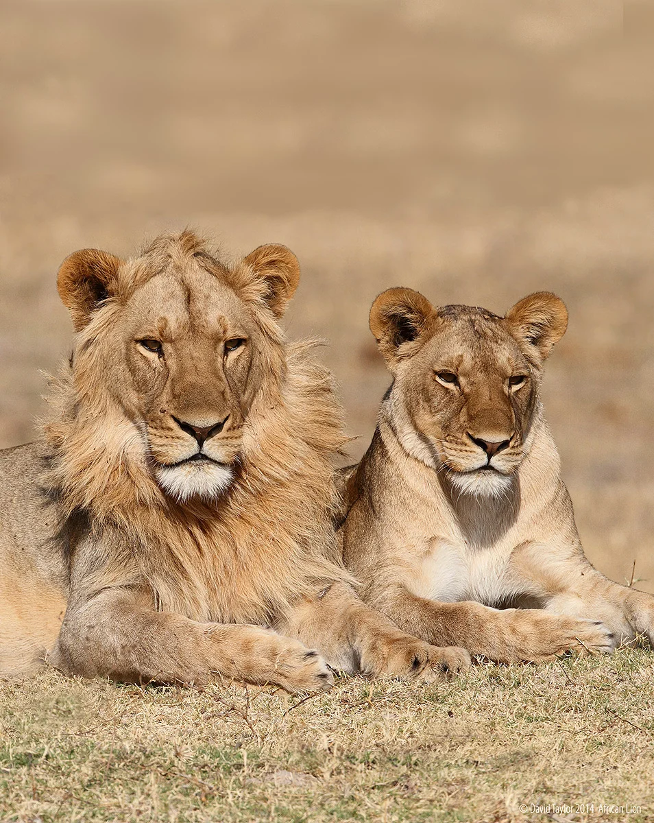 35c - Imvelo Safari Lodges - Young Males.jpg
