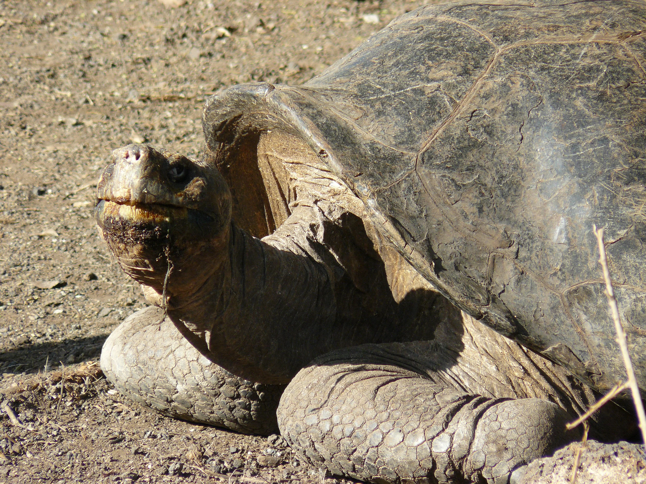 Explore the Charles Darwin Research Station to learn of the vast research done on the Galapagos Islands. Meals: B
