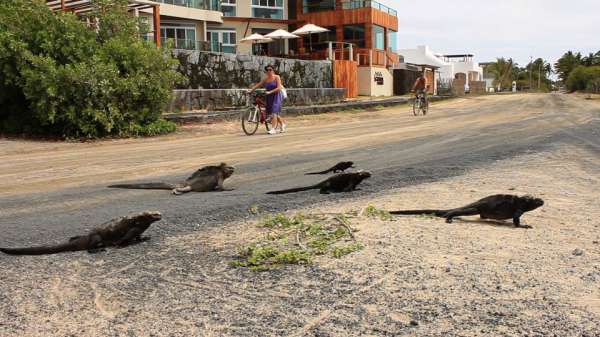 iguana-crossing-iguanas-cruzando-playa.jpg