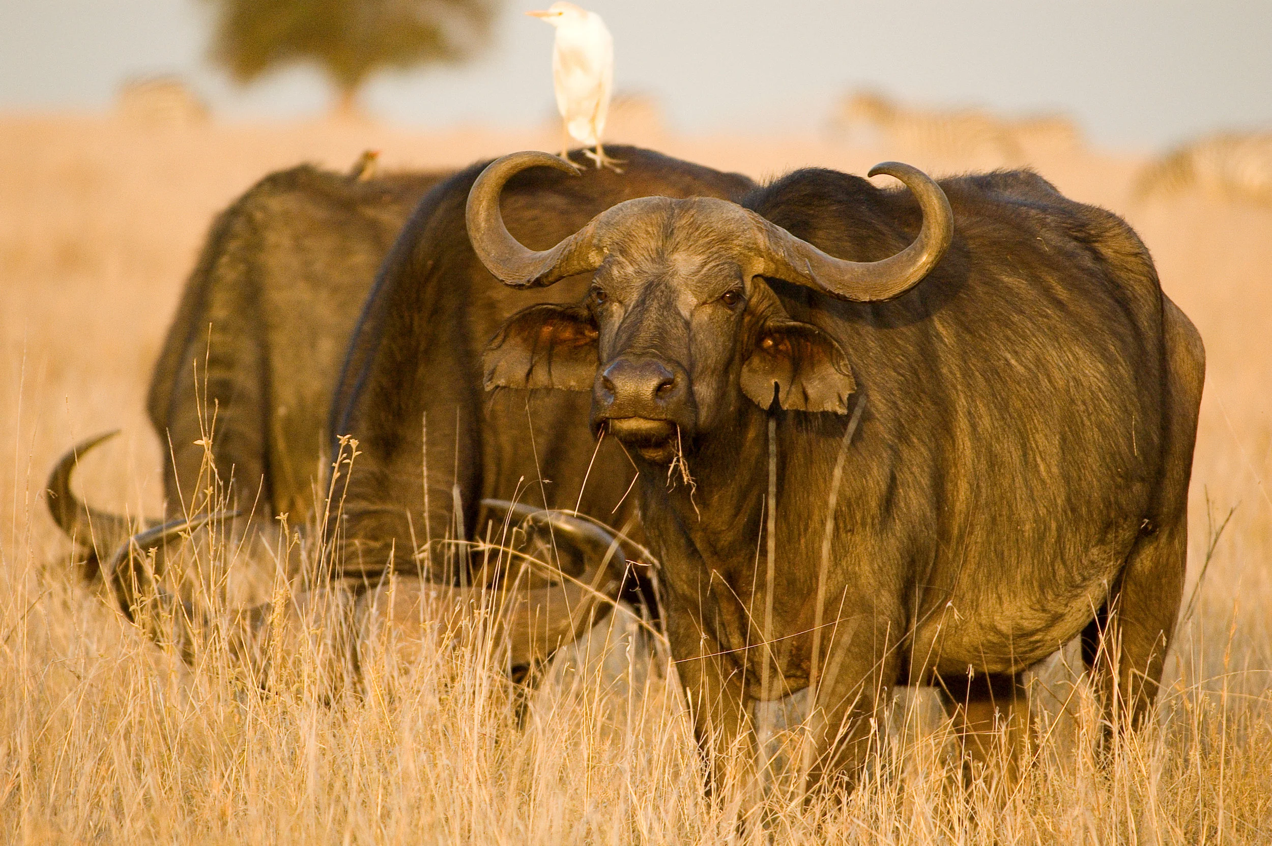 Buffalo looks at camera.jpg