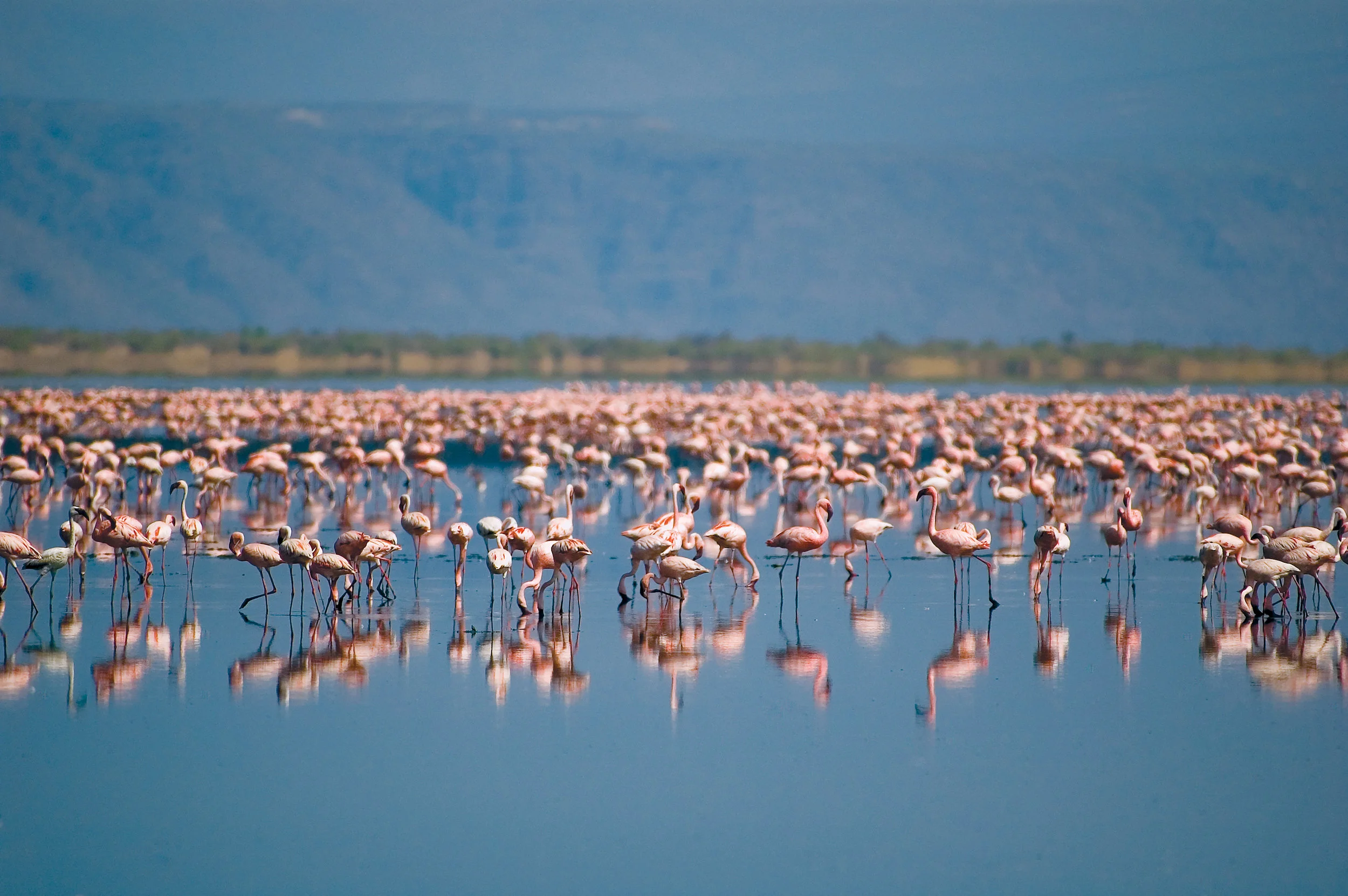Flamingoes on Lake Natron.jpg
