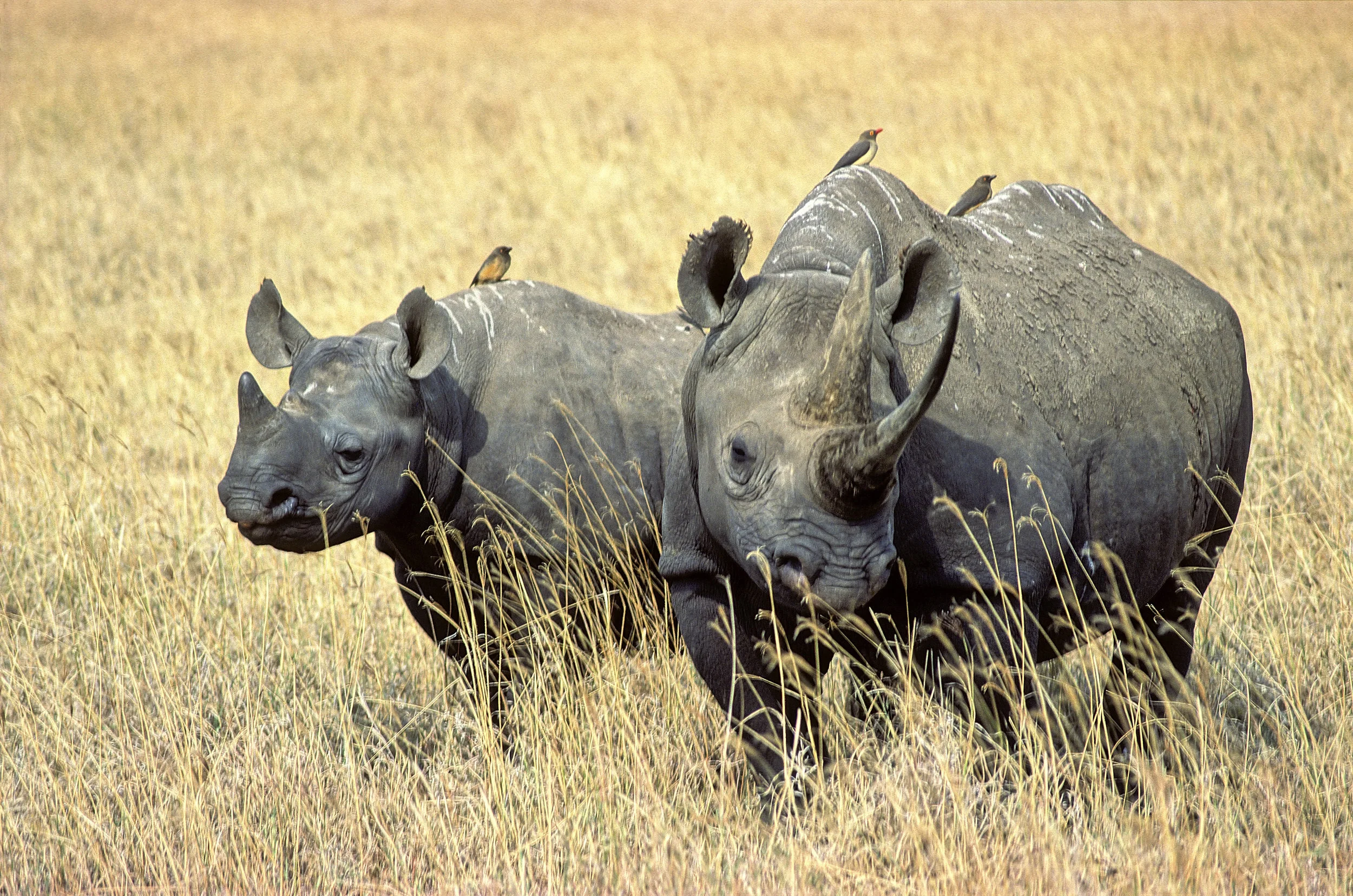 Rhino duet.jpg