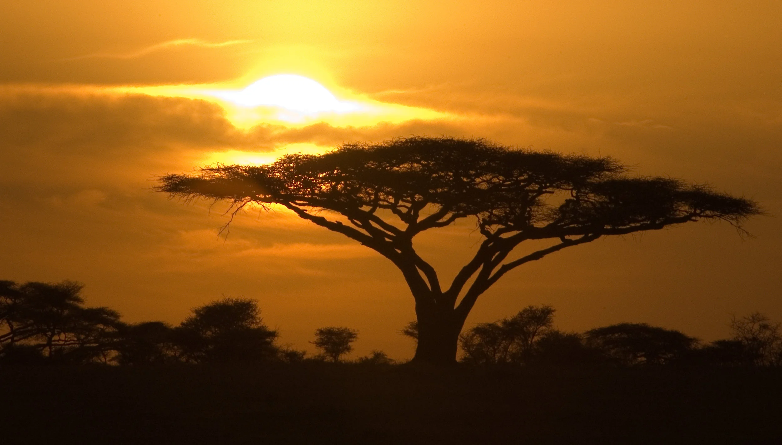 Serengeti sunrise.jpg