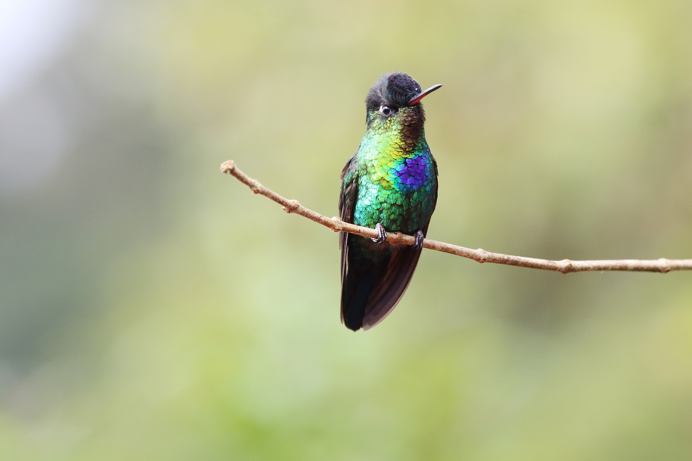 Costa-Rica-Fiery-Throated-Hummingbird-Kusini-Collection-©MarcoFallas.jpg