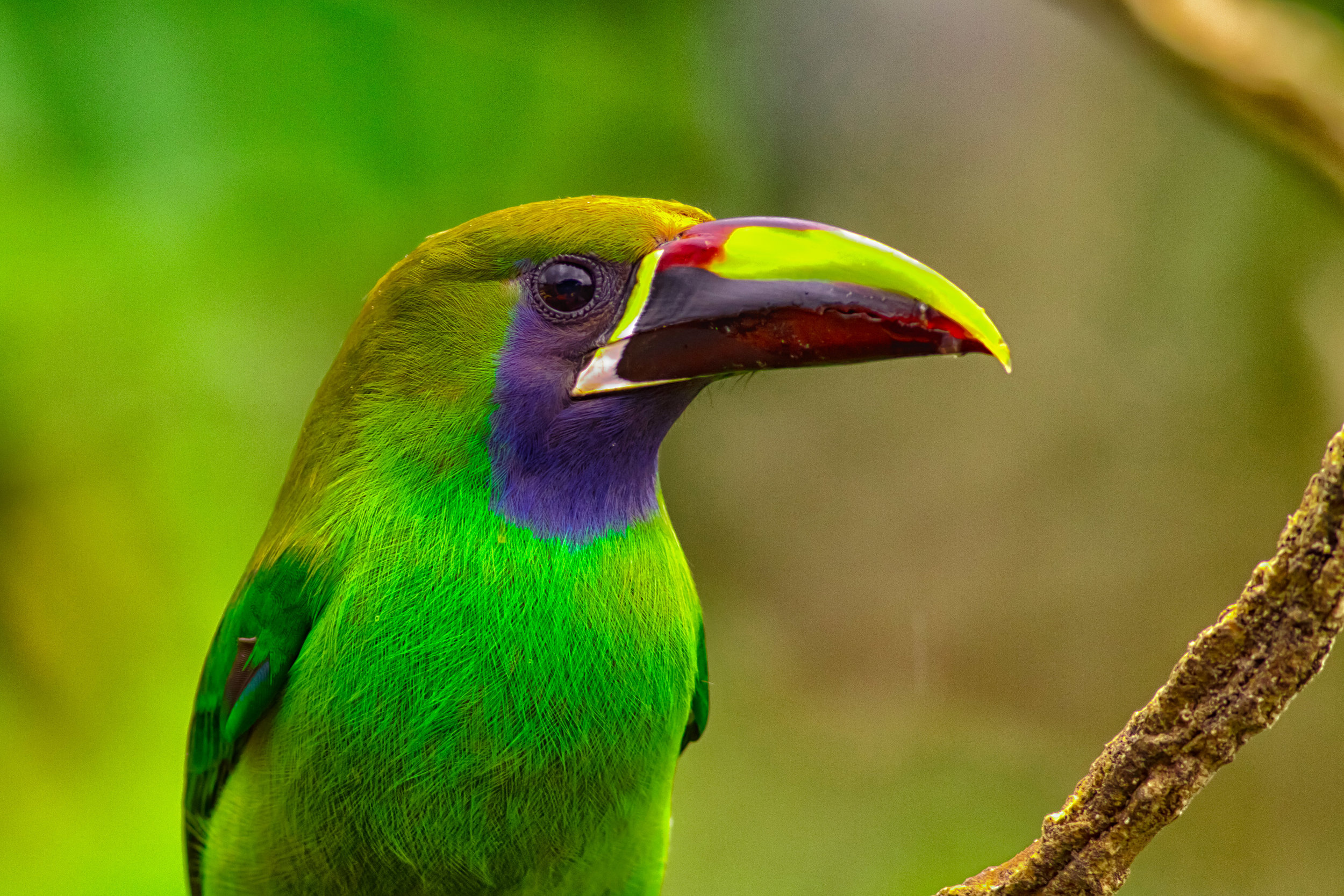 Costa-Rica-Emerald-Toucanet-Wildlife-Photography-Kusini-Collection-©AlexArias.jpg