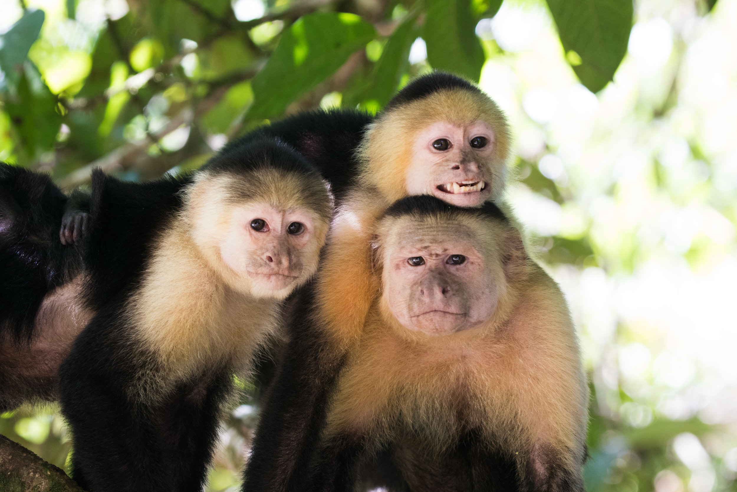 Costa-Rica-White-throated-Capuchin-Kusini-Collection-©AlexArias.jpg