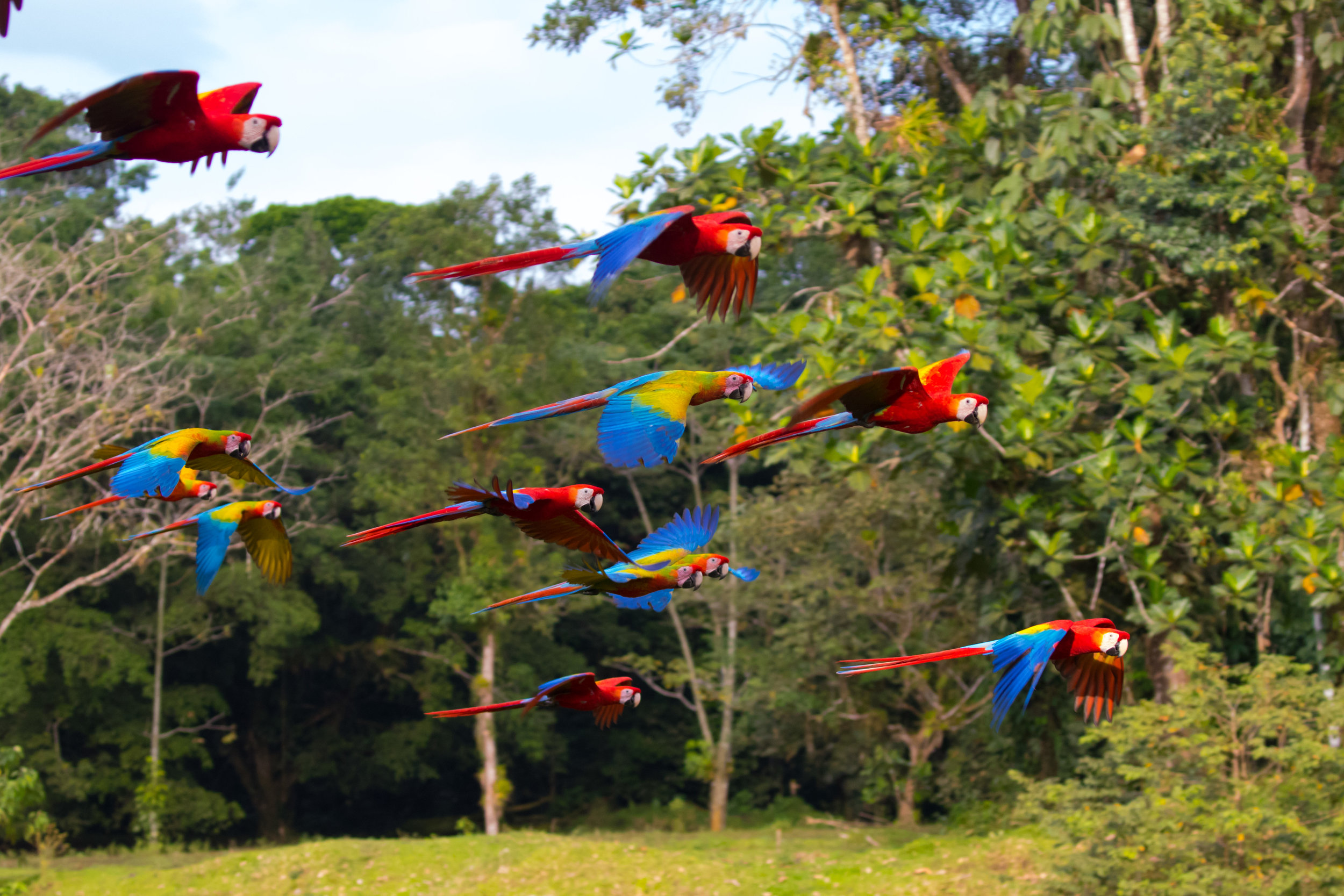 Costa-Rica-Macaws-Birdwatching-Kusini-Collection-©AlexArias.jpg