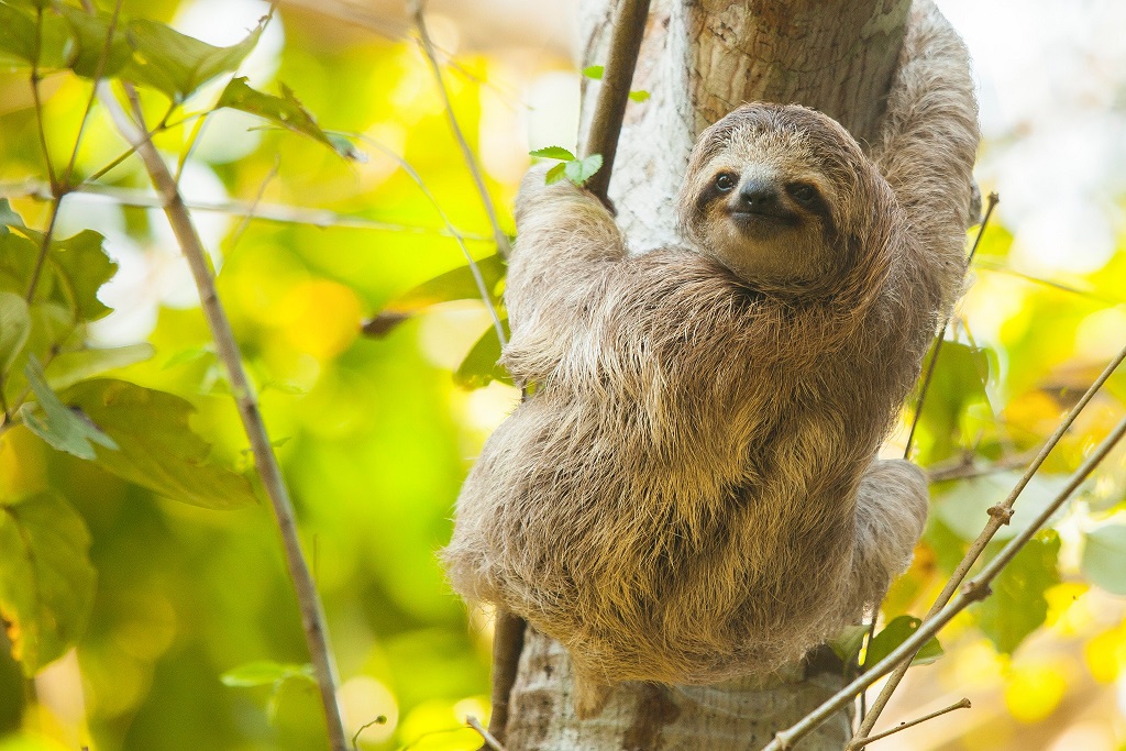 Costa-Rica-Three-toed-Sloth-Kusini-Collection.jpg