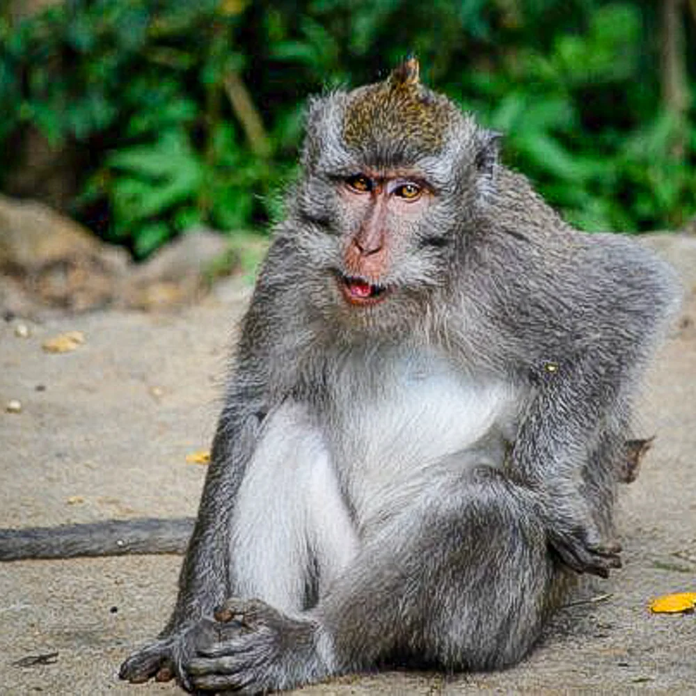 Judgmental monkey in Bali, Indonesia.
