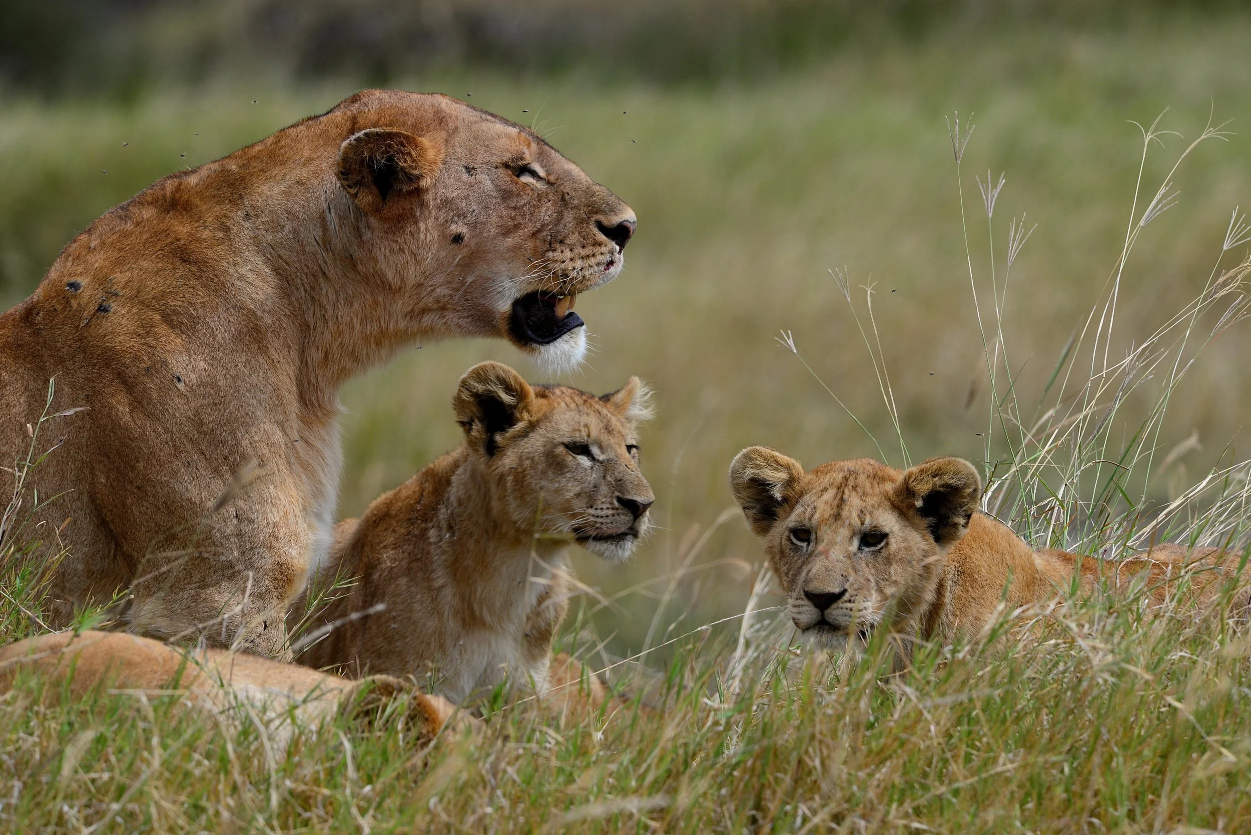 Wildlife.jpg