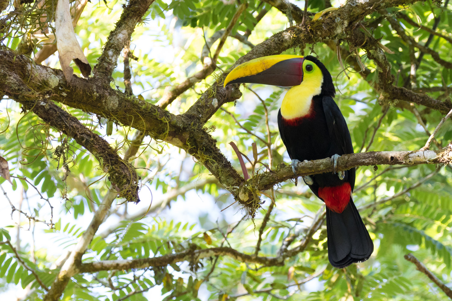 Costa-Rica-Yellow-throated-Toucan-Kusini-Collection-©AlexArias.jpg