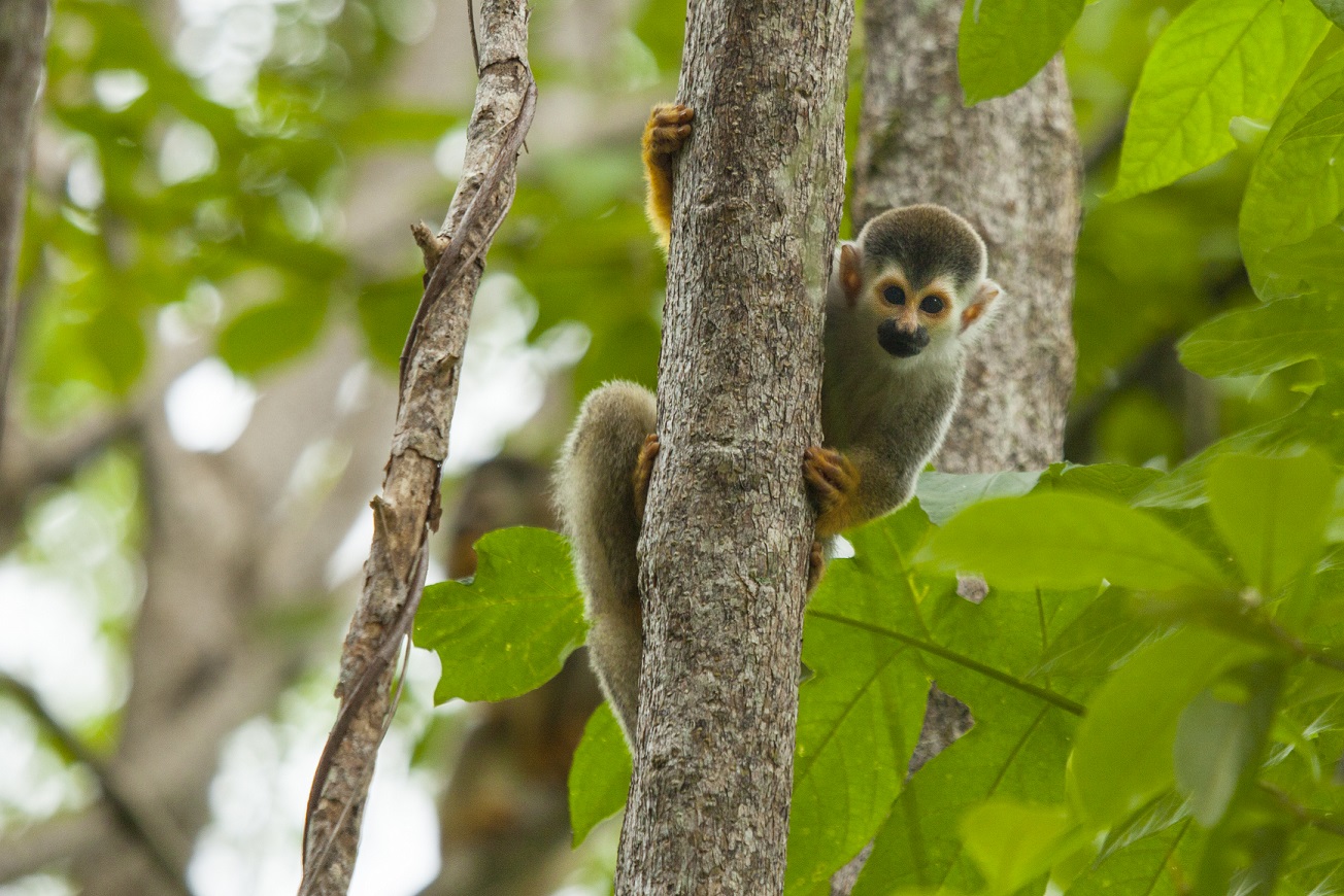 Costa-Rica-Squirrel-Monkey-Nature-Kusini-Collection.jpg
