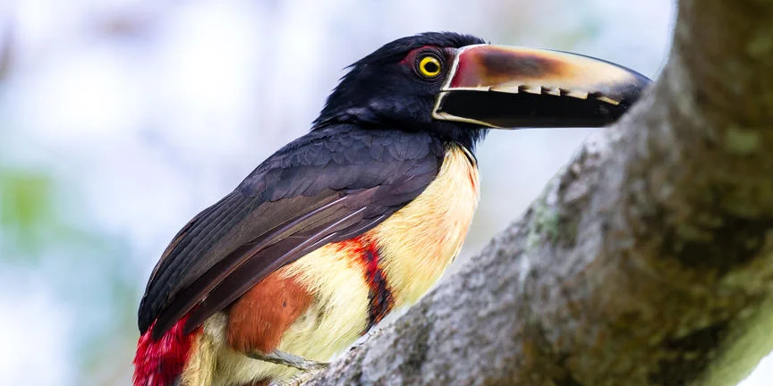 guanacaste_2.jpg