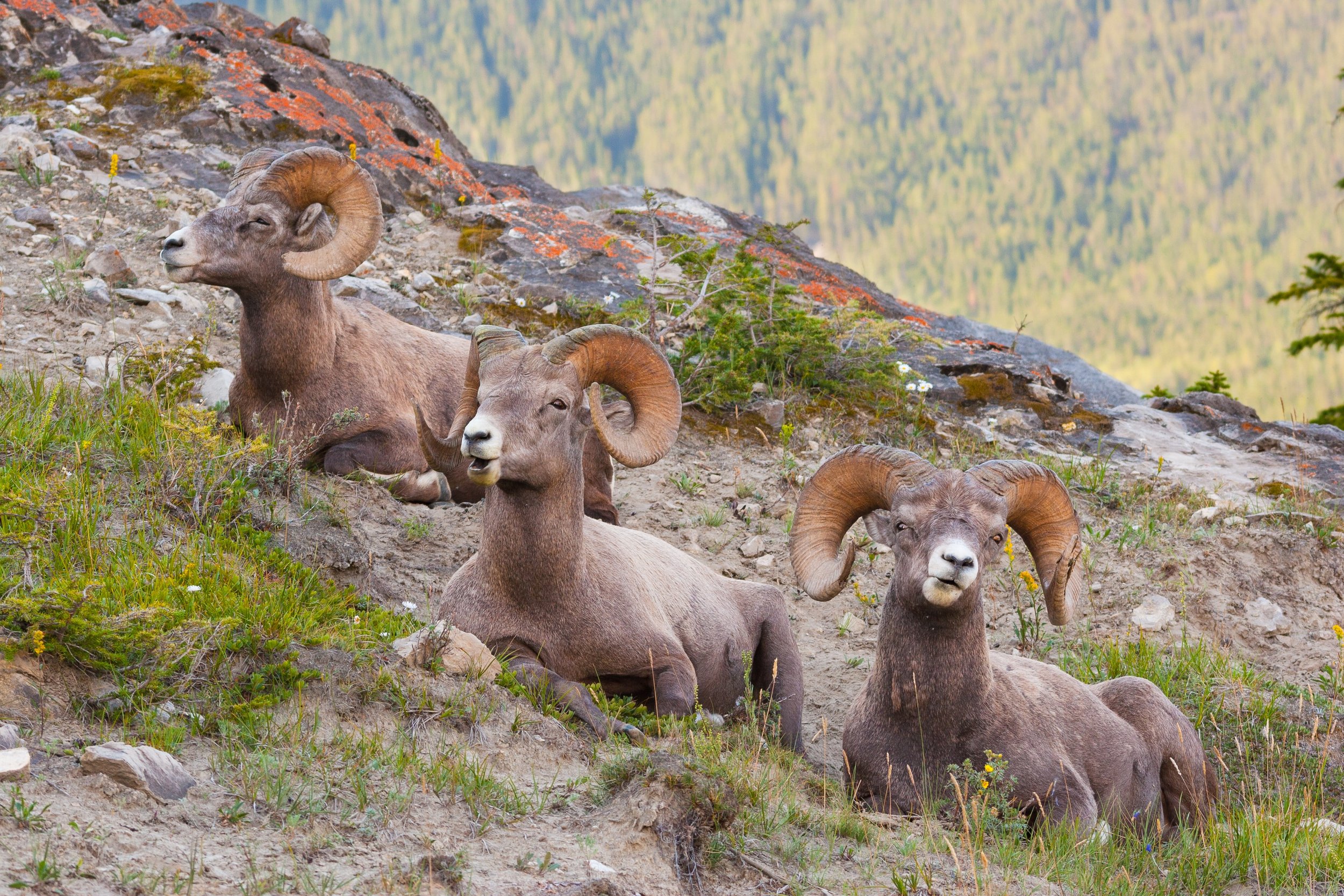 Big Horned Sheep Rocky Moutain.jpg