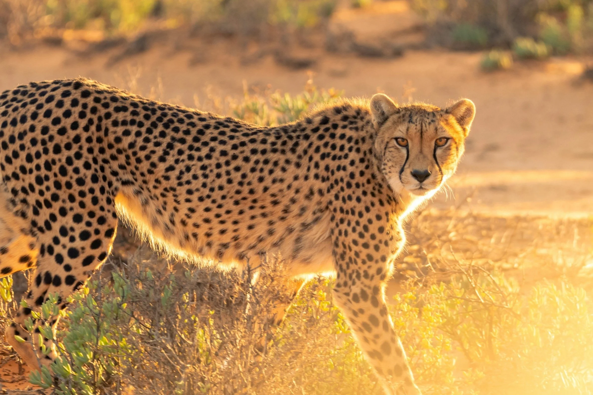 Africa