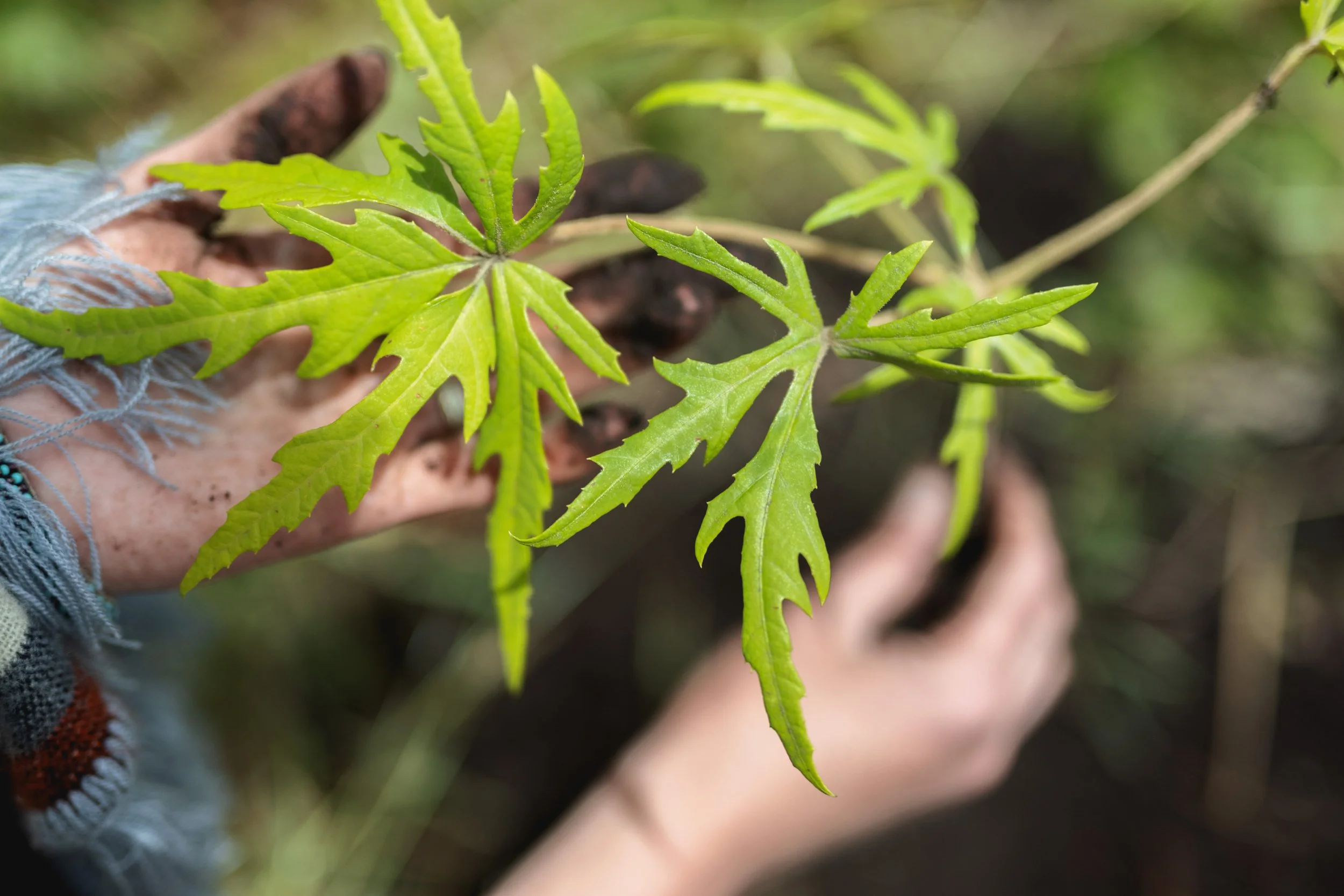 Ceremonia Pachamama 2.jpg