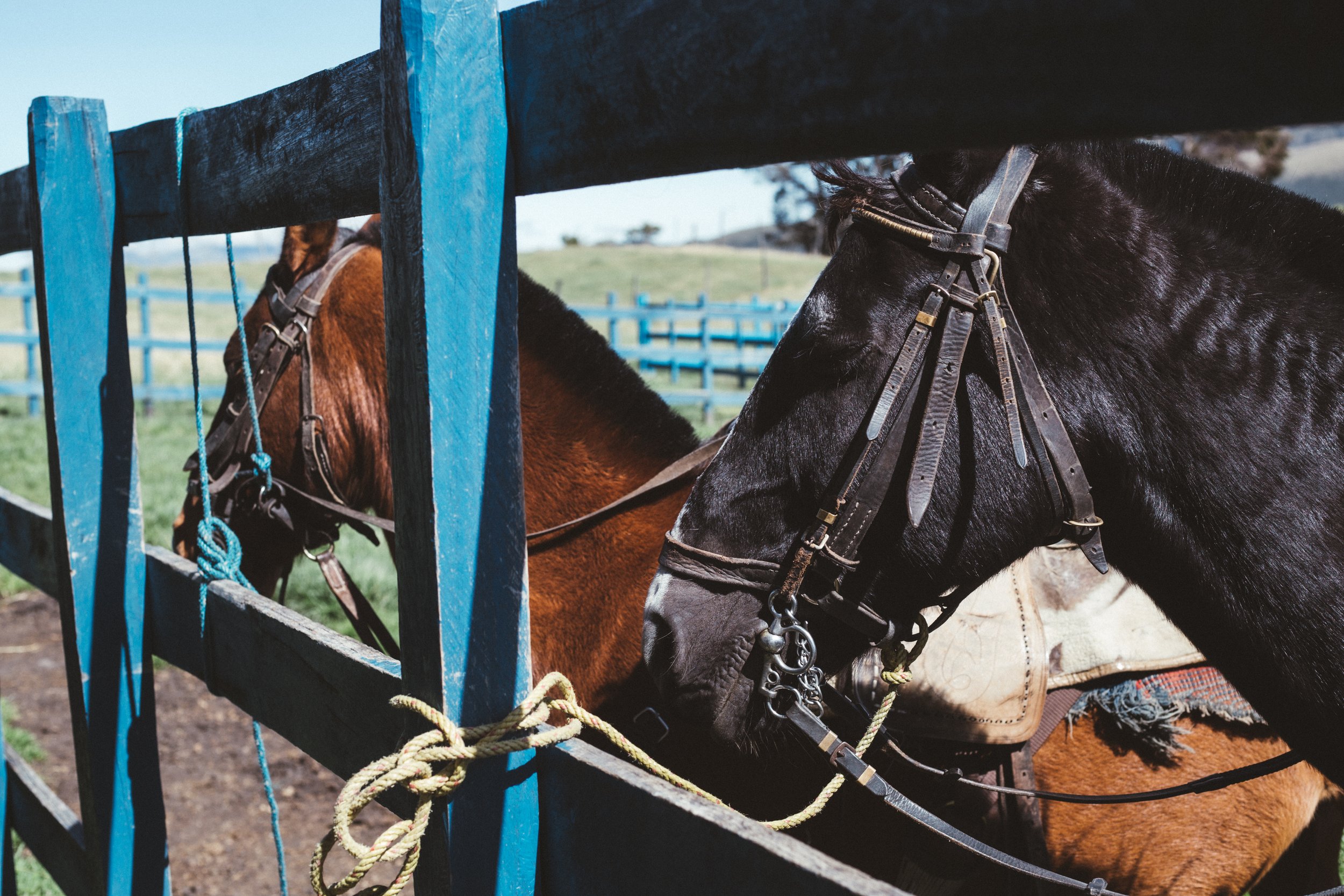 Preparación Cabalgata 2.jpg
