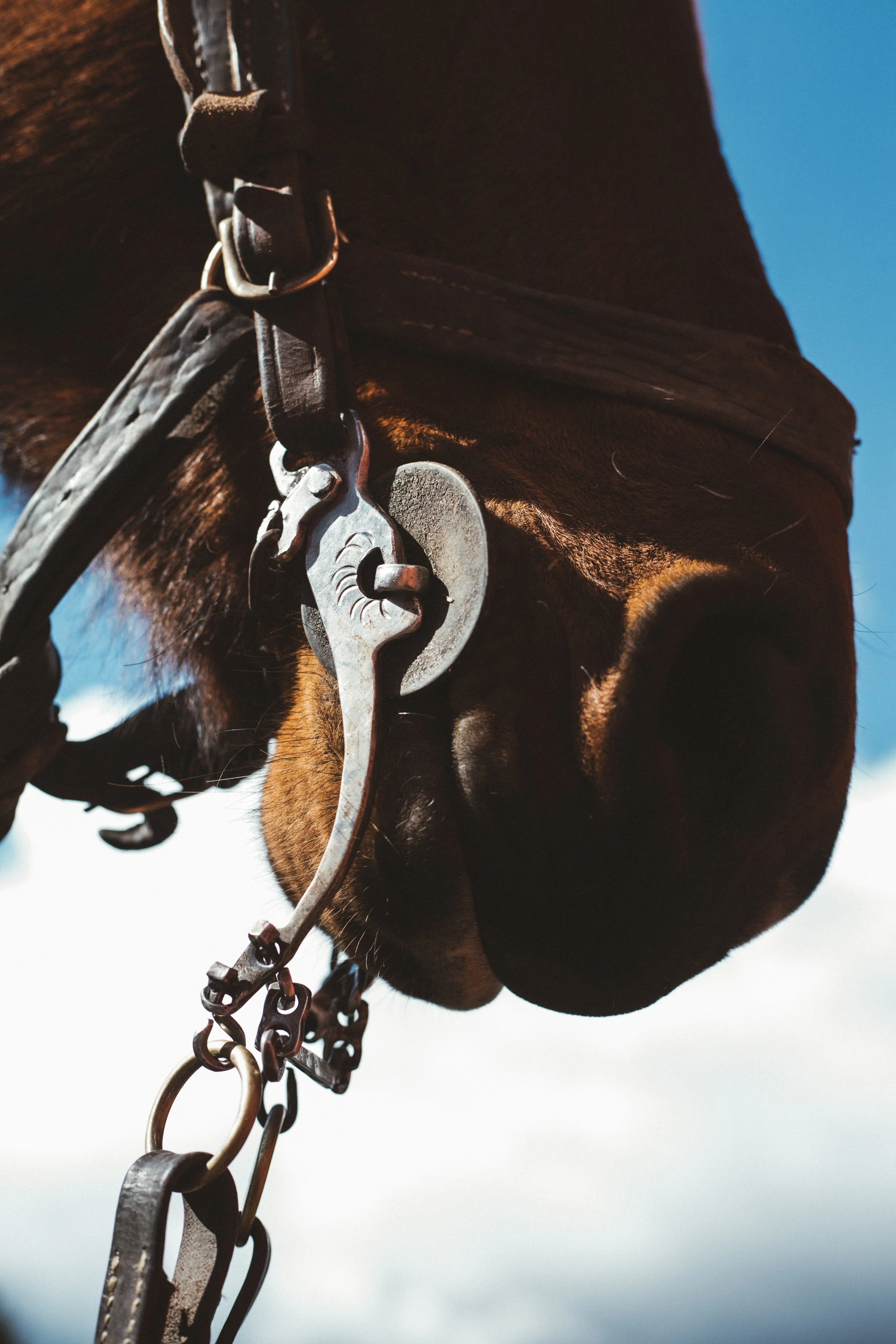 Preparación Cabalgata 9(1).jpg