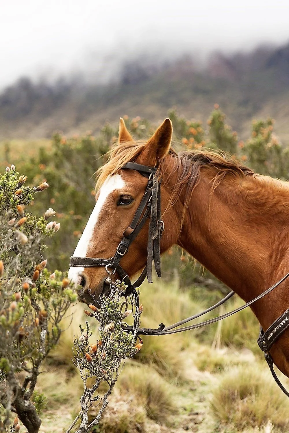 Preparación Cabalgata 16.jpg