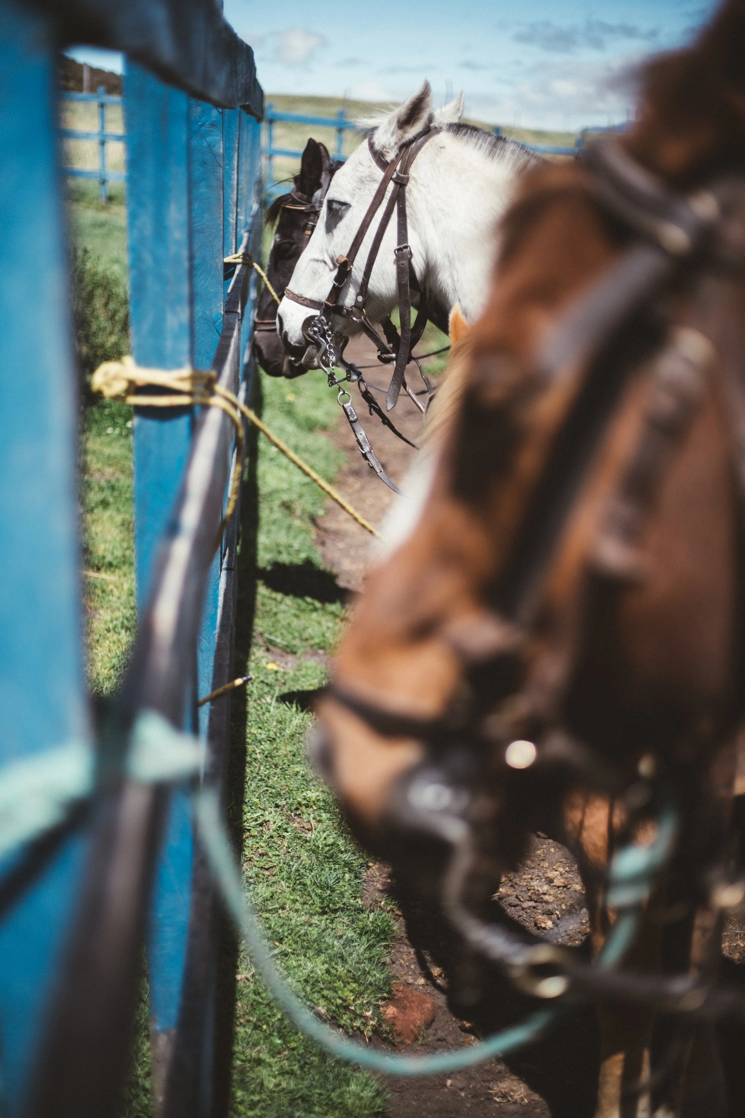 Preparación Cabalgata 15.jpg