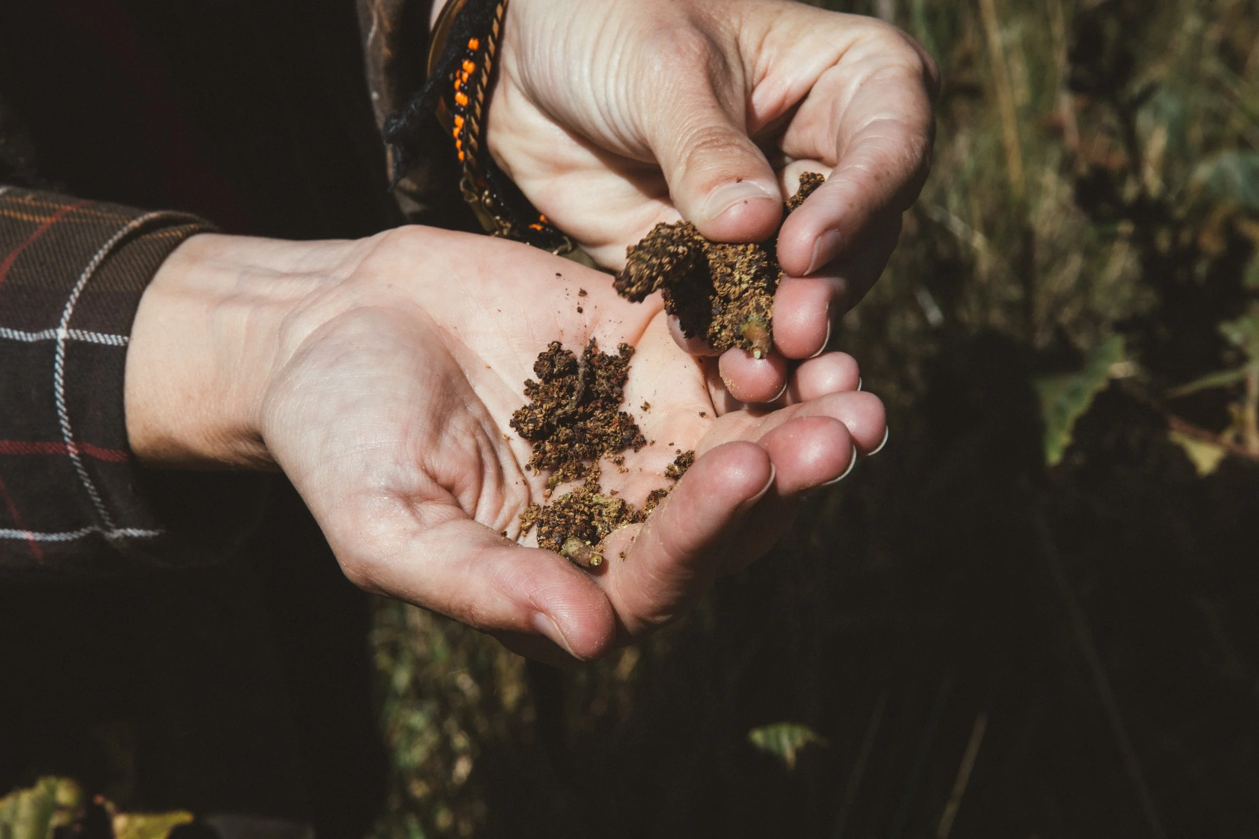 Reforestación 5.jpg