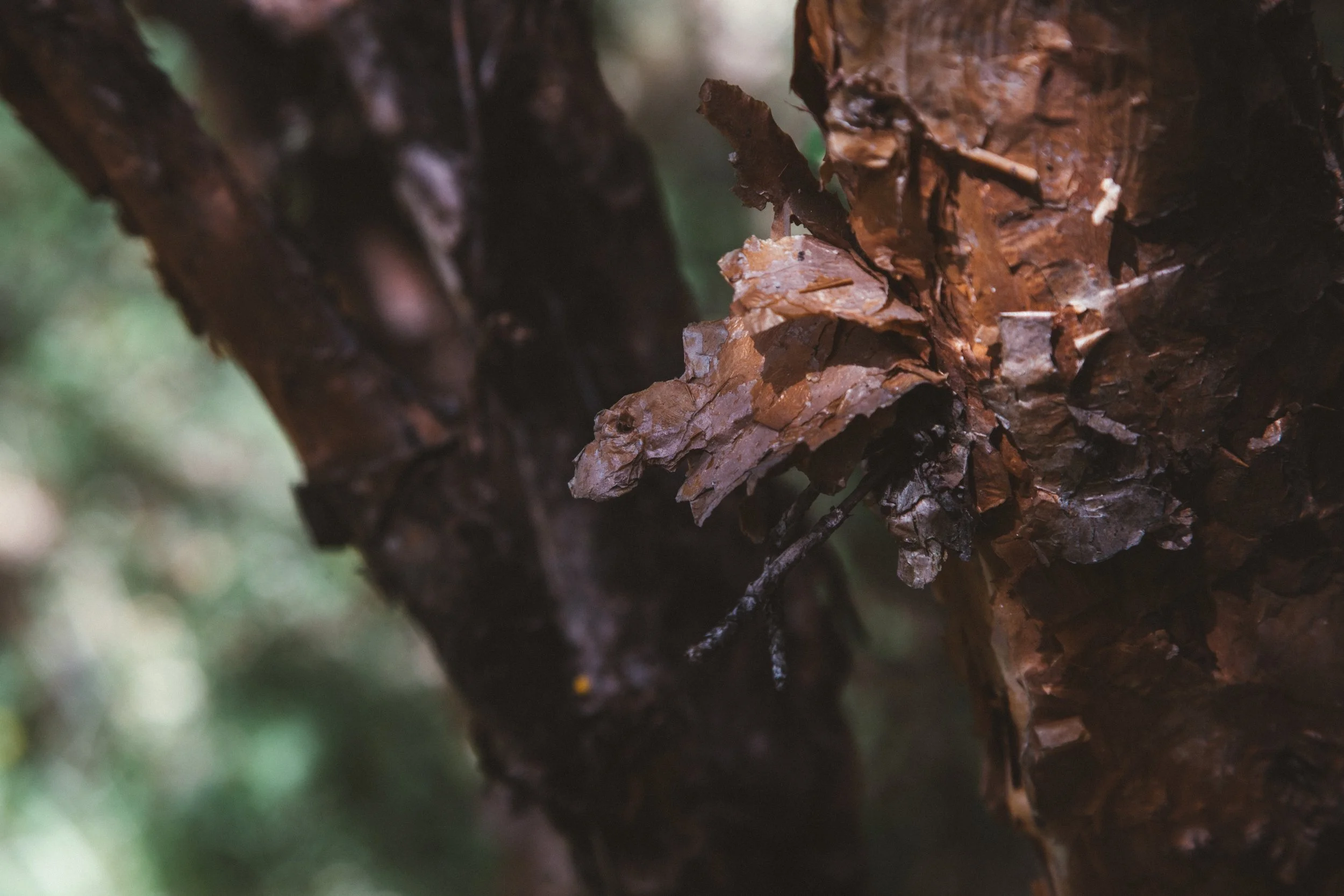 Reforestación 25.jpg