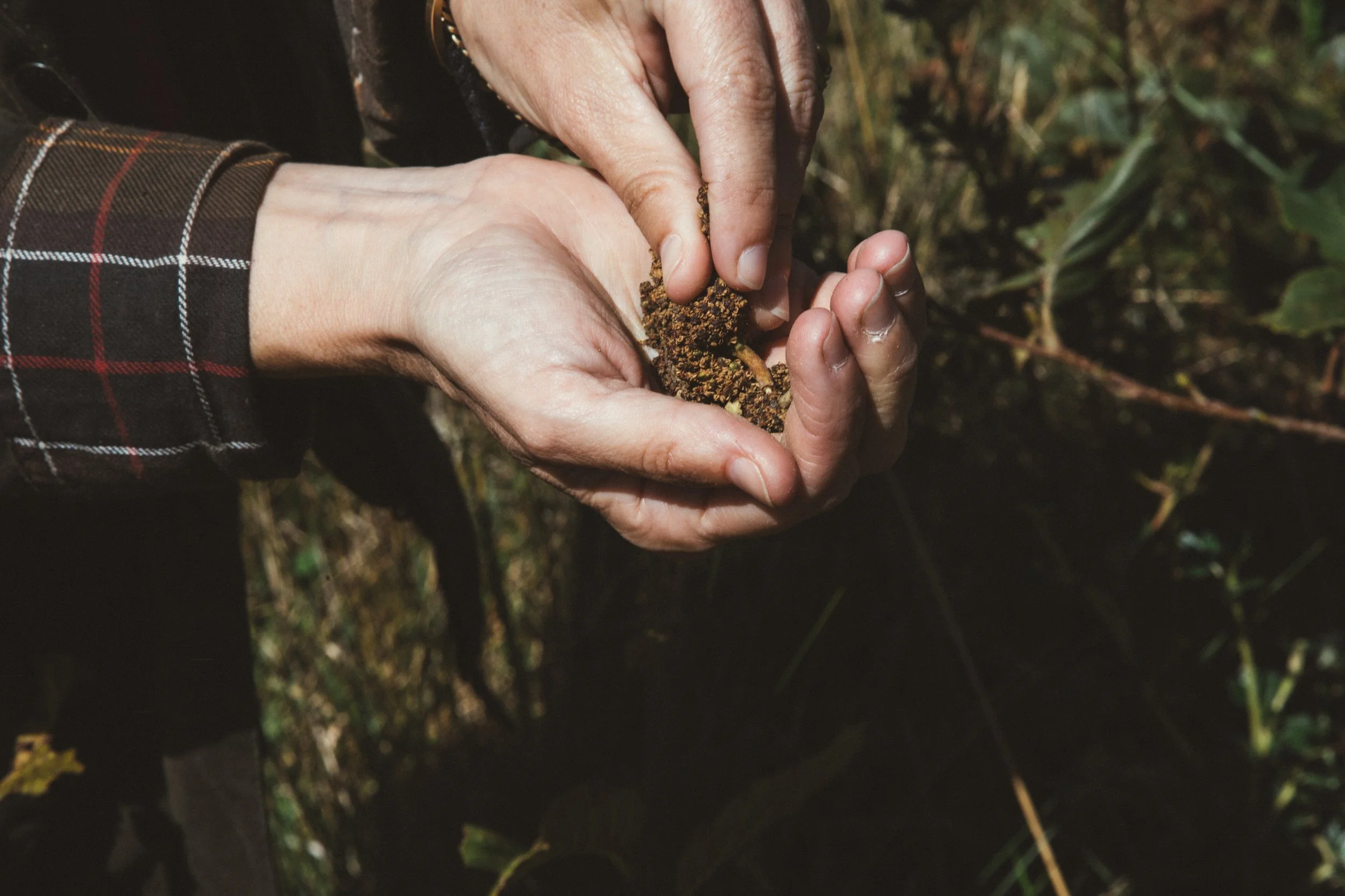 Reforestación 33.jpg