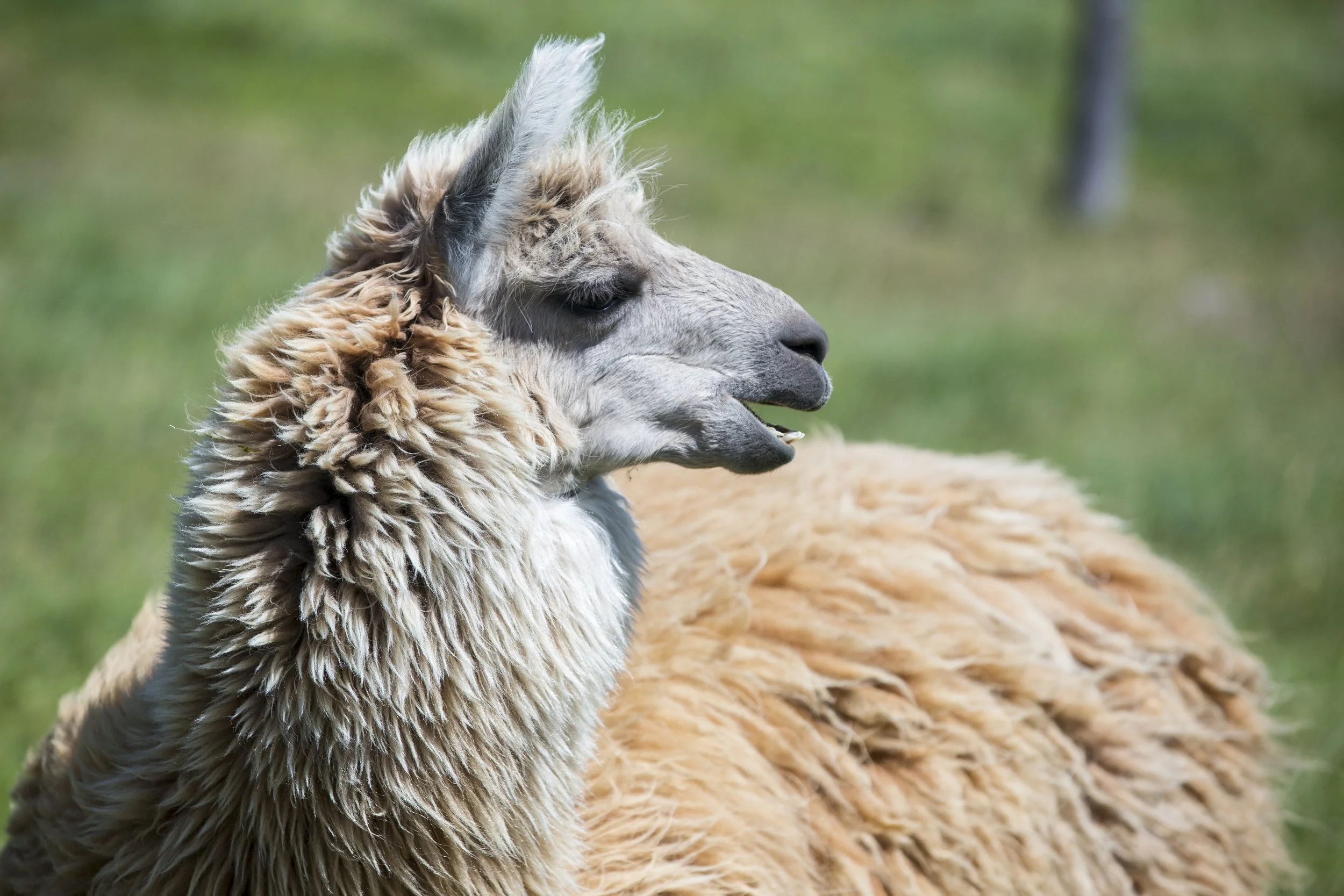 Vida de Hacienda 21.jpg