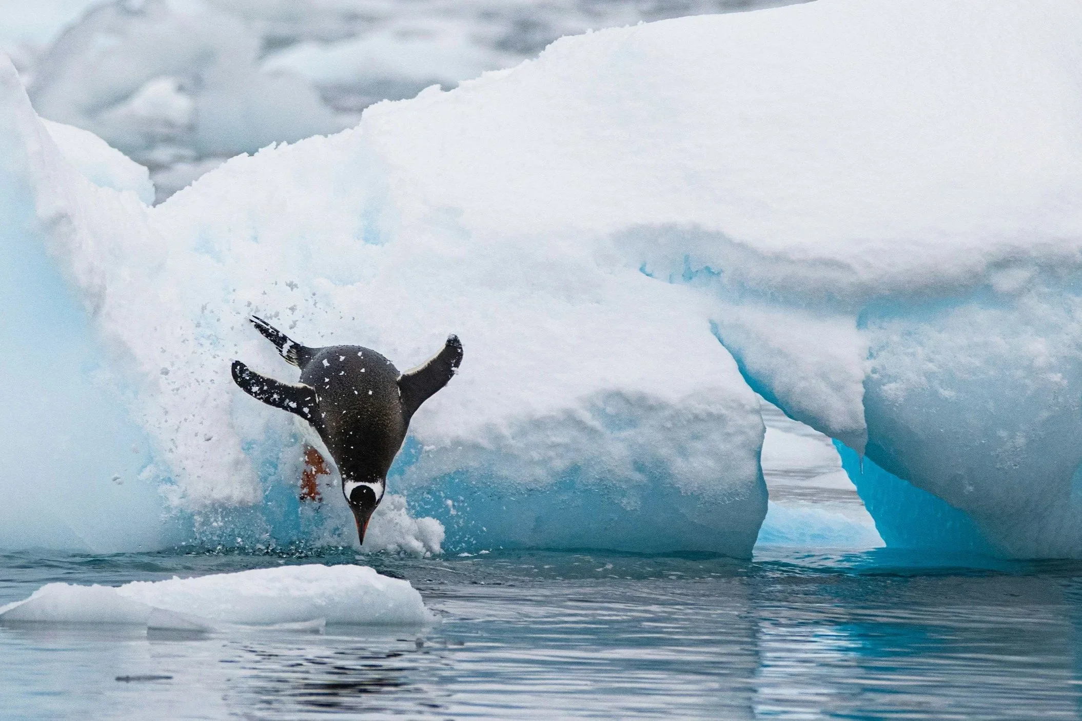 Antarctica