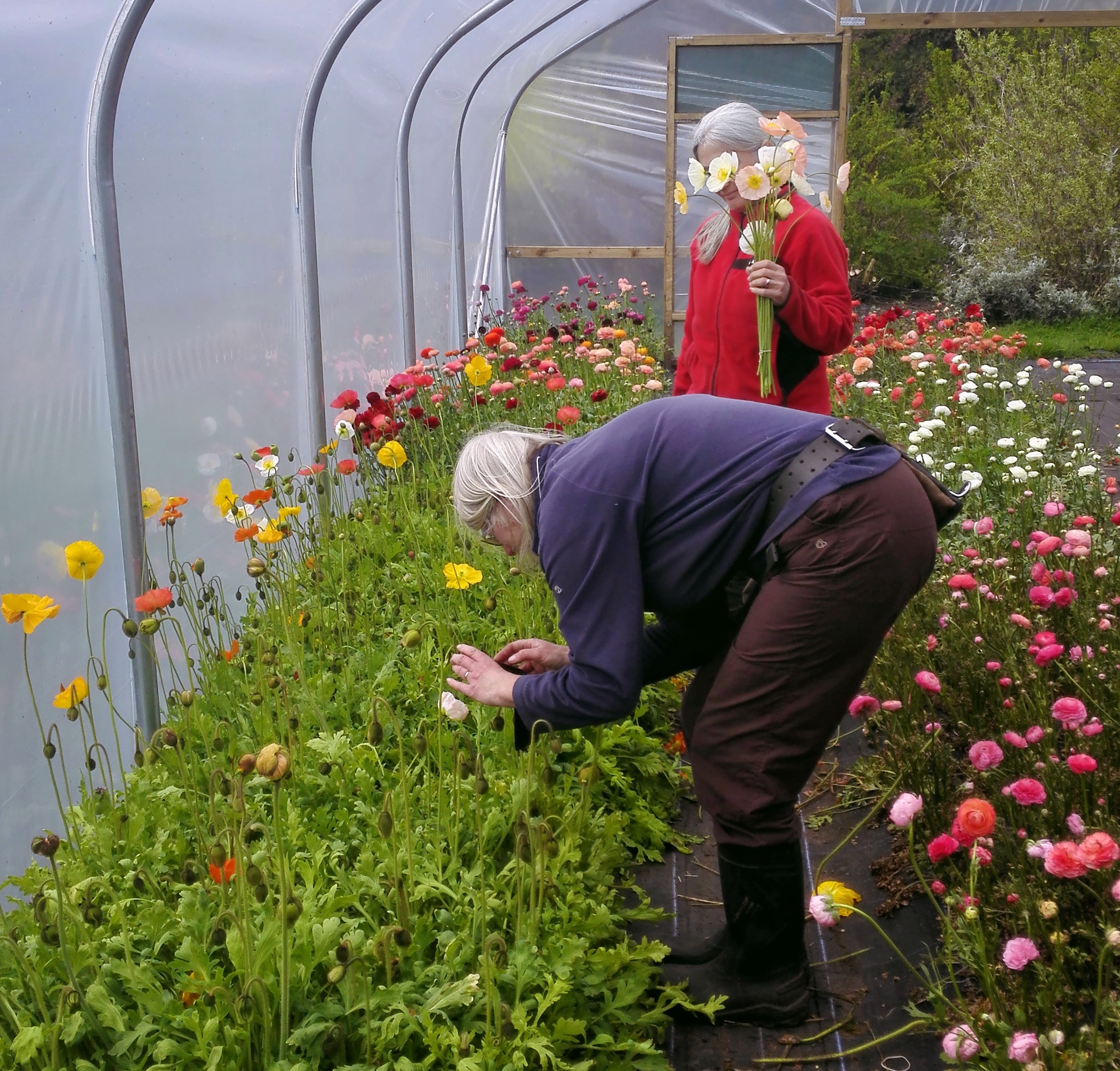carols garden british flowers.jpg