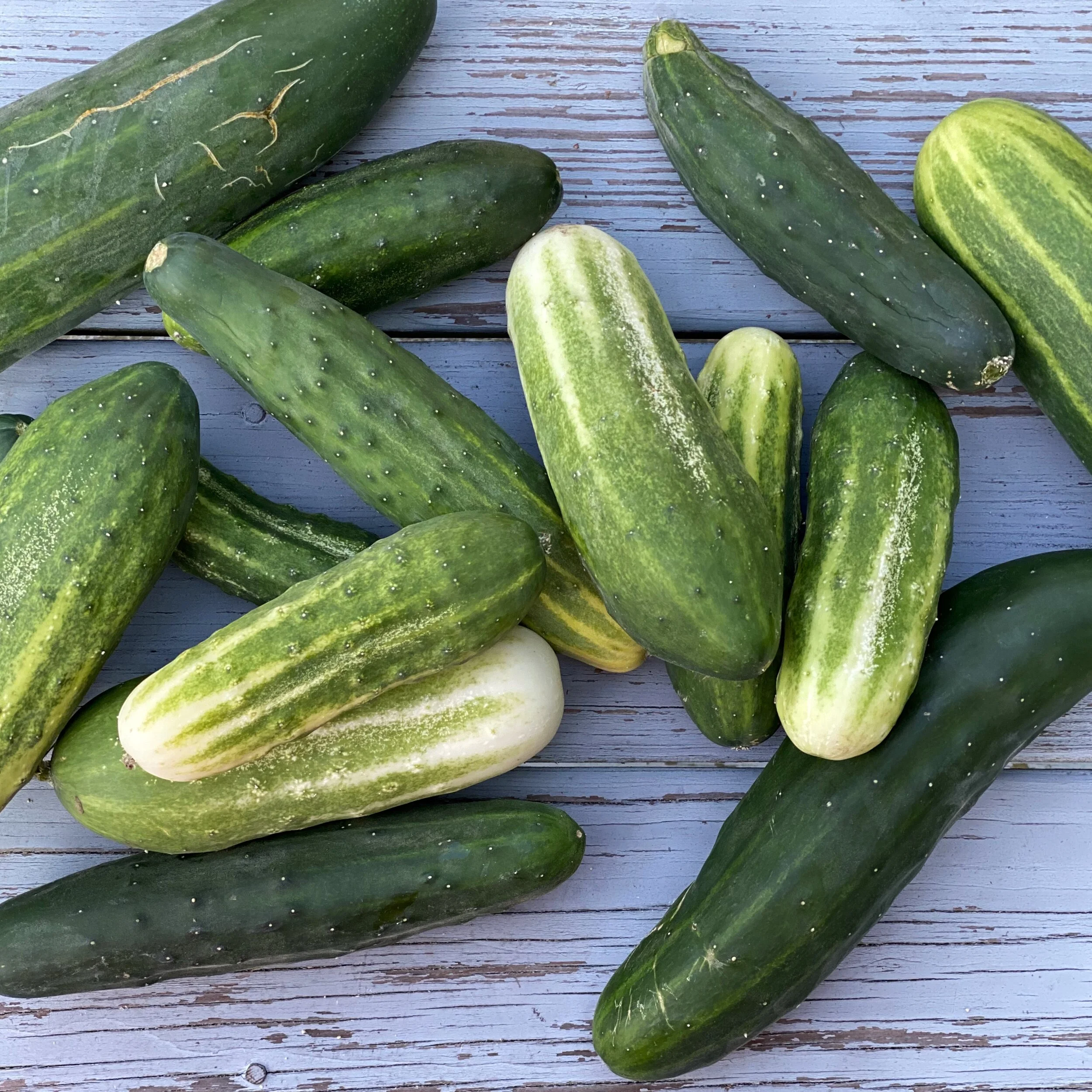 Cool as a Cucumber