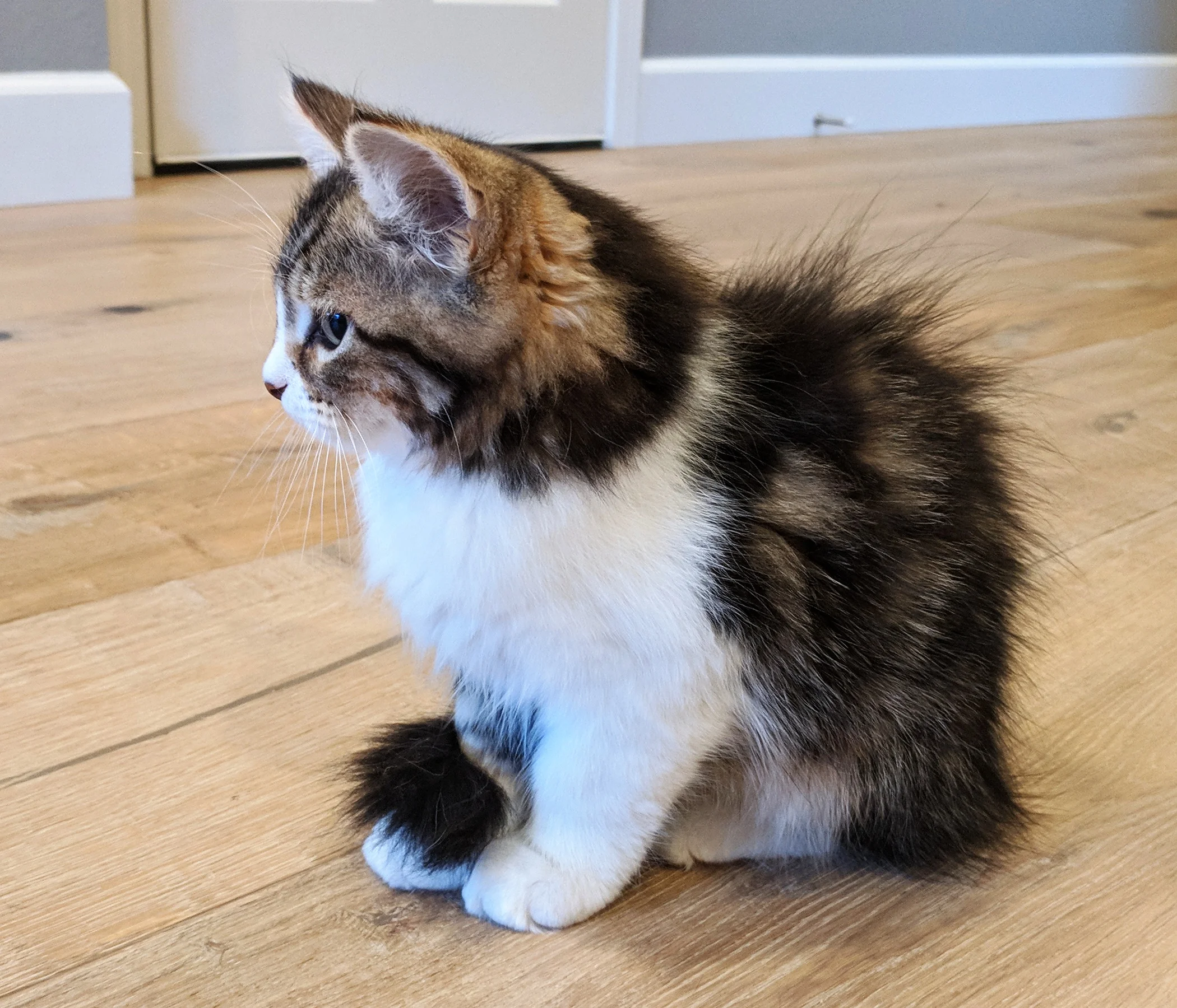 Hannah's cat, Zephyr. His name means gentle breeze, and he is a calm, loving, and social kitty.