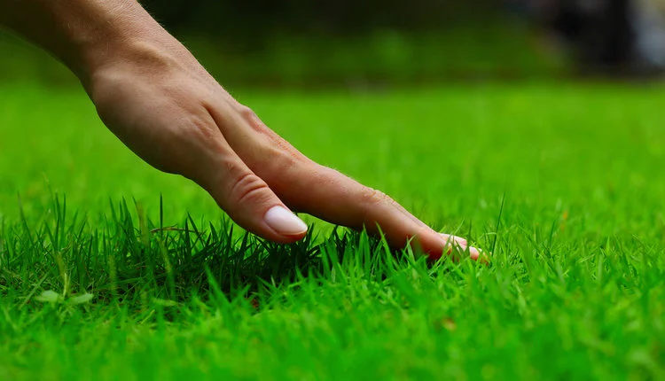 lawn-fertilizing-hand.jpg
