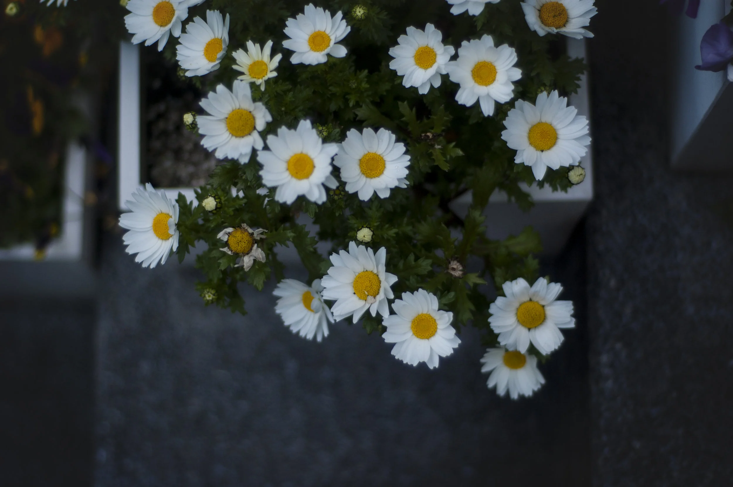 dsc_0425.jpg
