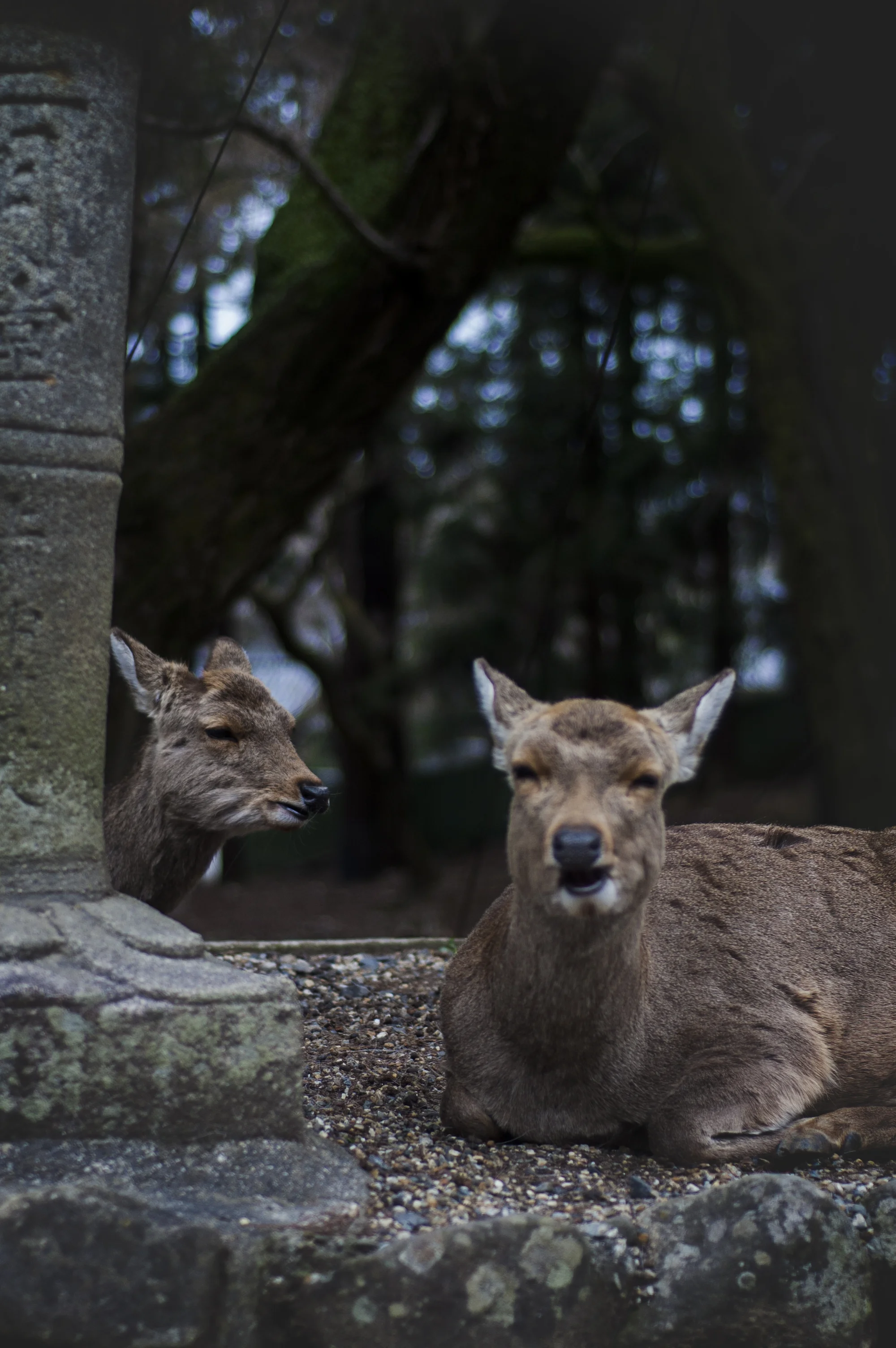 dsc_0733.jpg