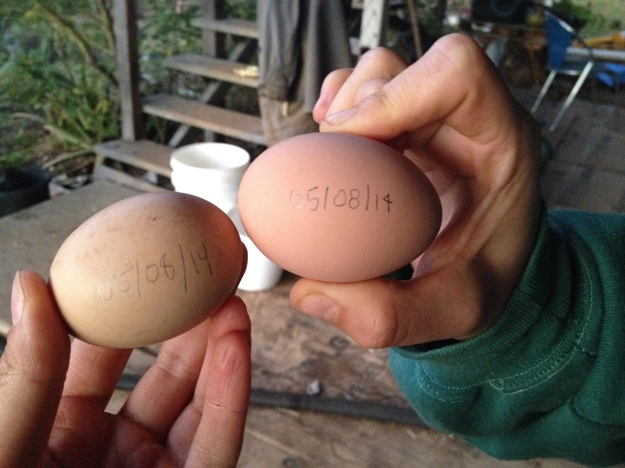 The 5th of August marked our last day of farming, so we immortalized the moment after we picked our last duck eggs.