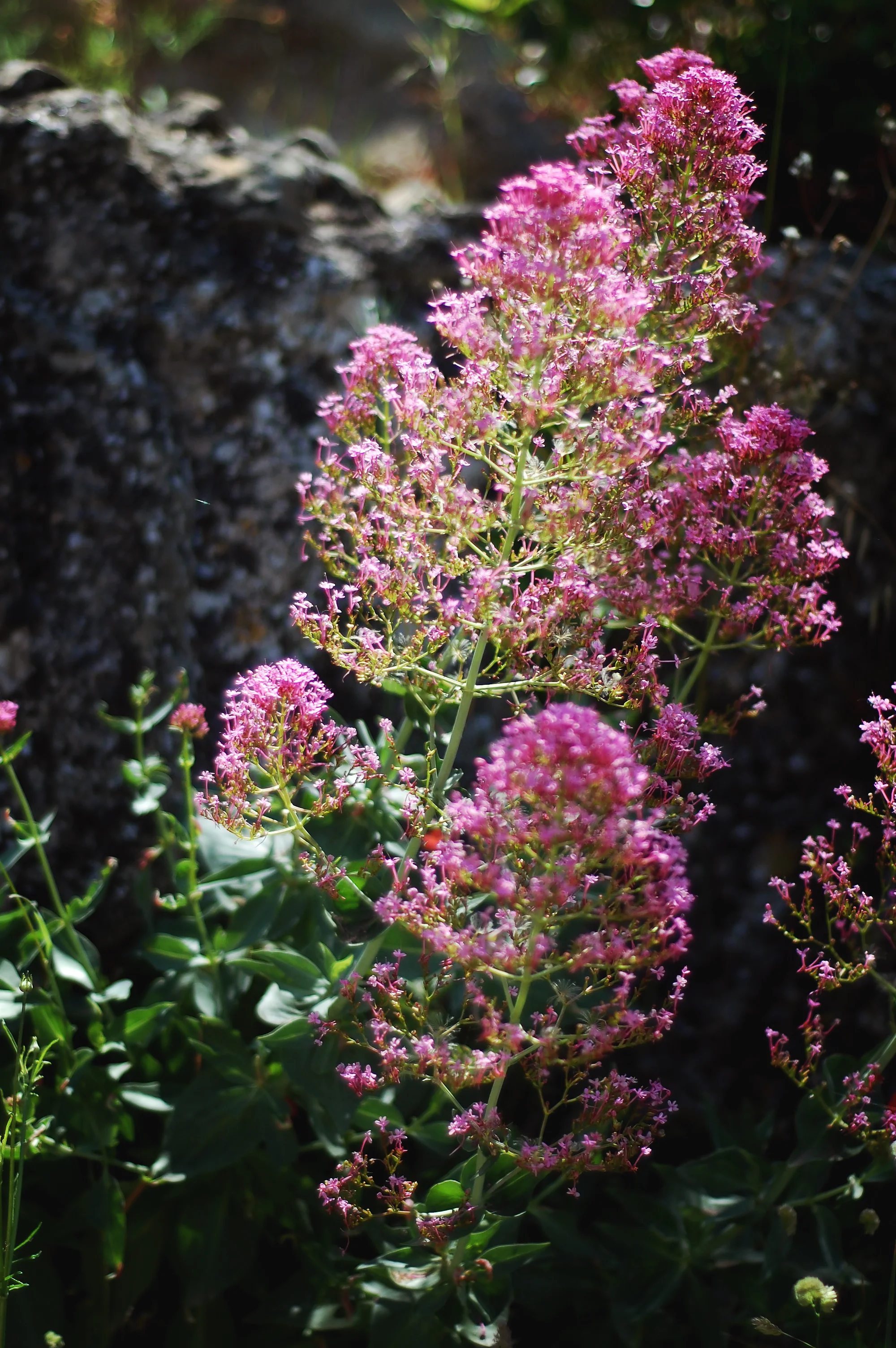 dsc_0579.jpg