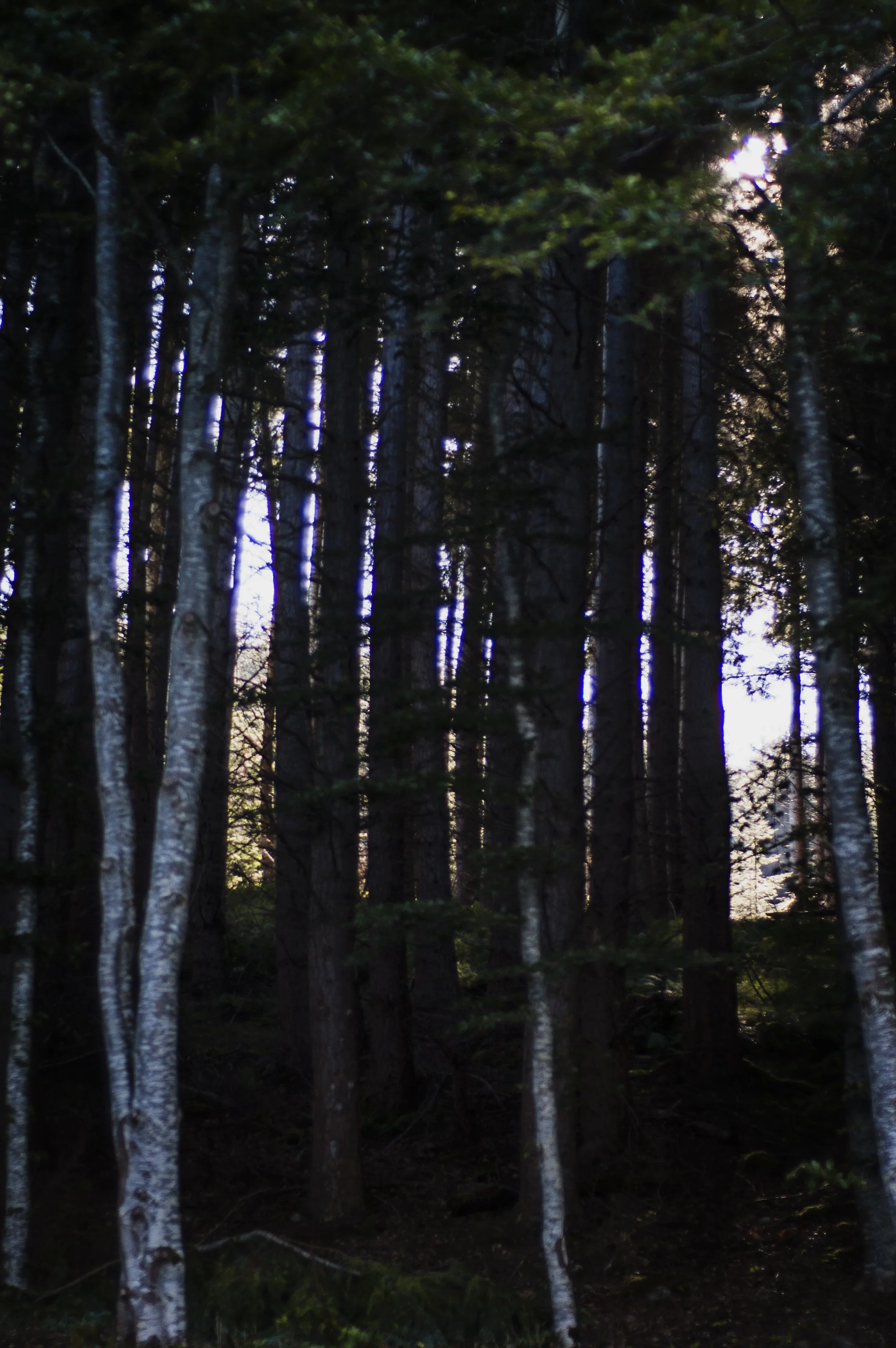 dsc_0039.jpg
