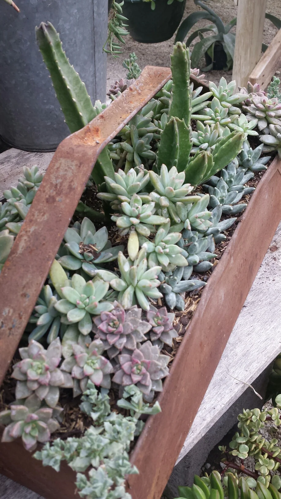 succulent toolbox.jpeg