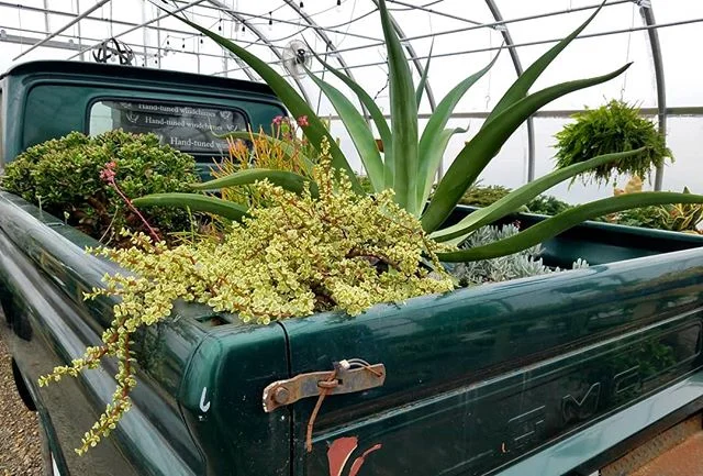 Succulents available year-round. 