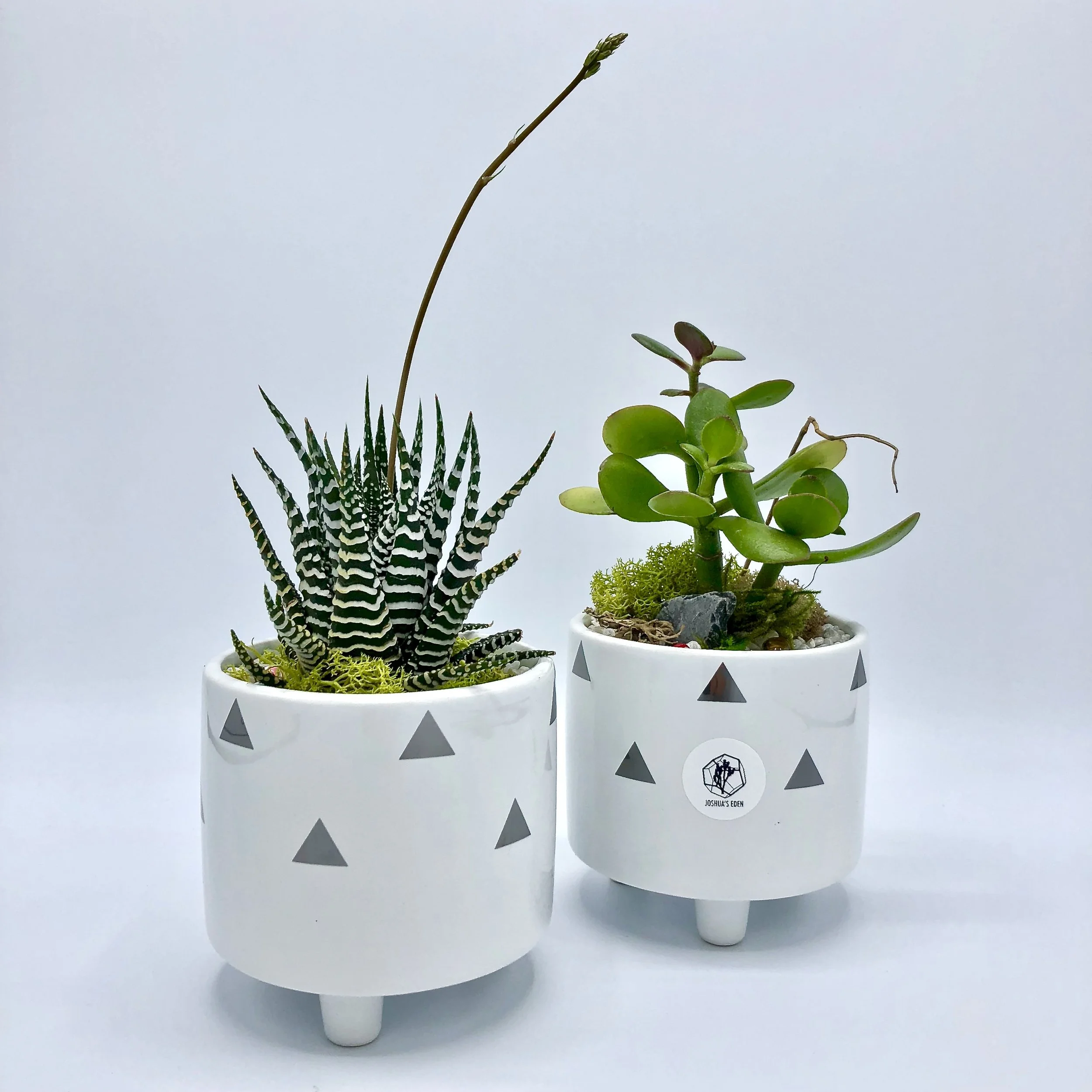 Potted Plants
